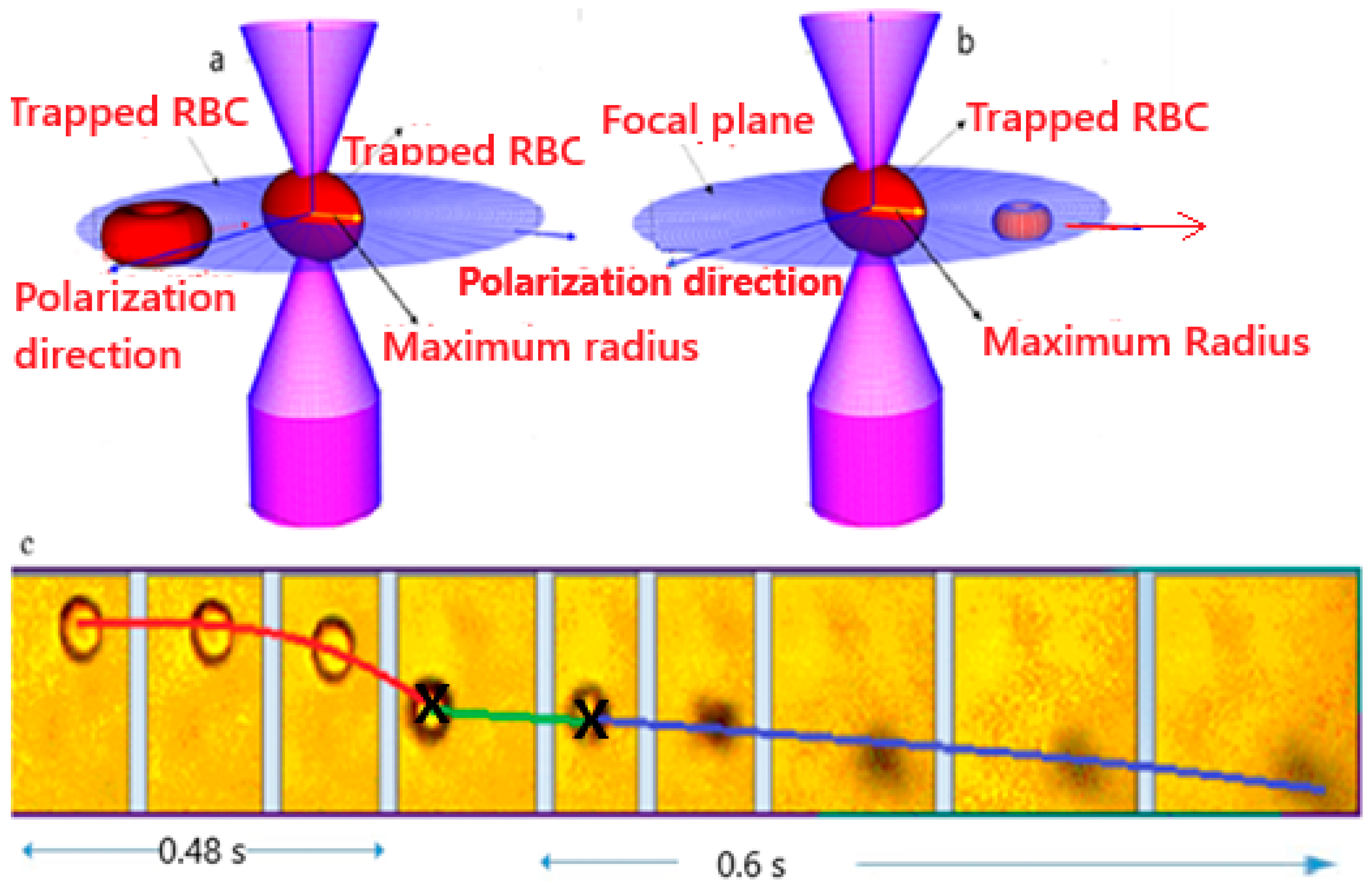Biophysica 05 00056 g002