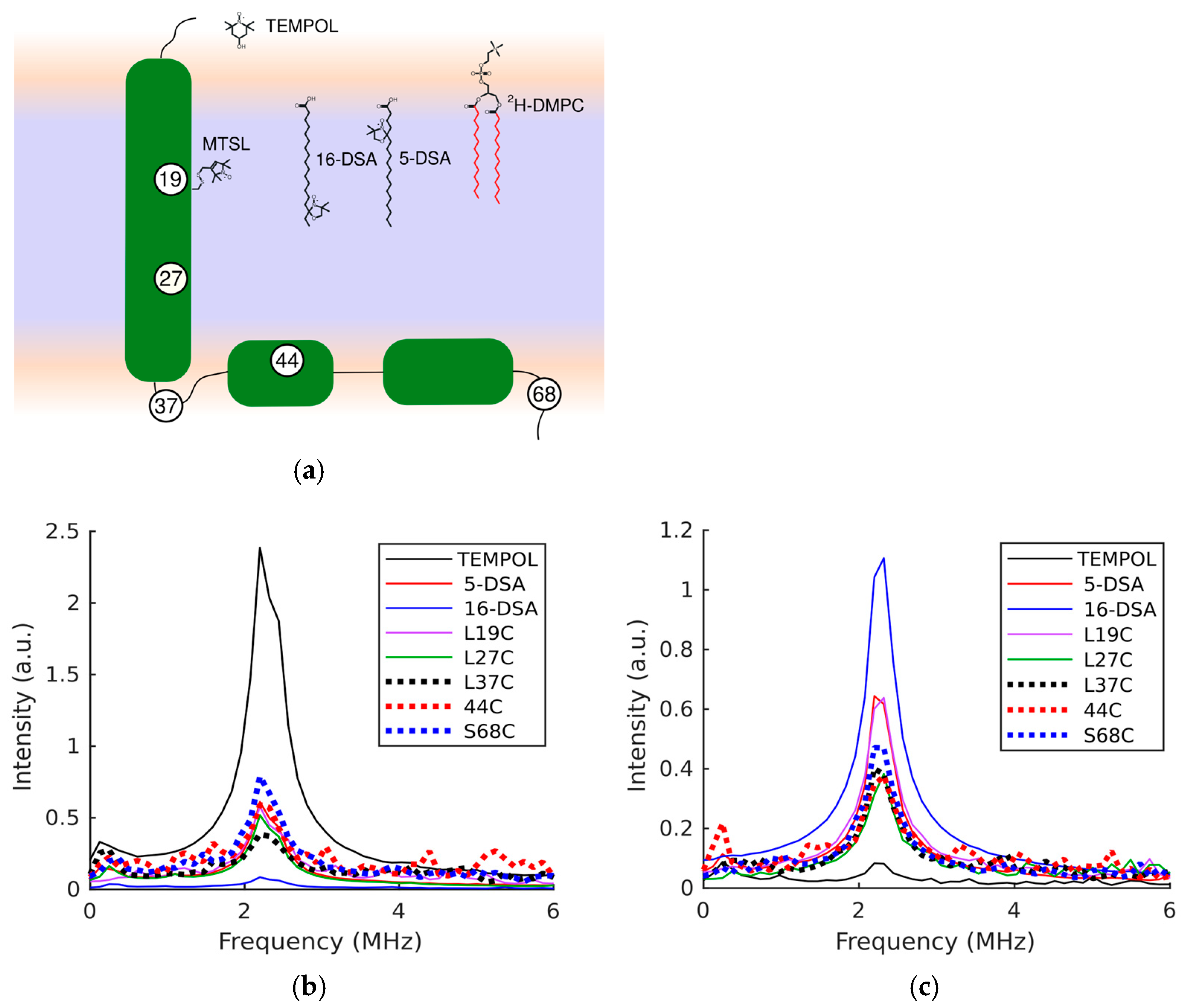 Biophysica 05 00058 g001 Biophysica 05 00058 g001