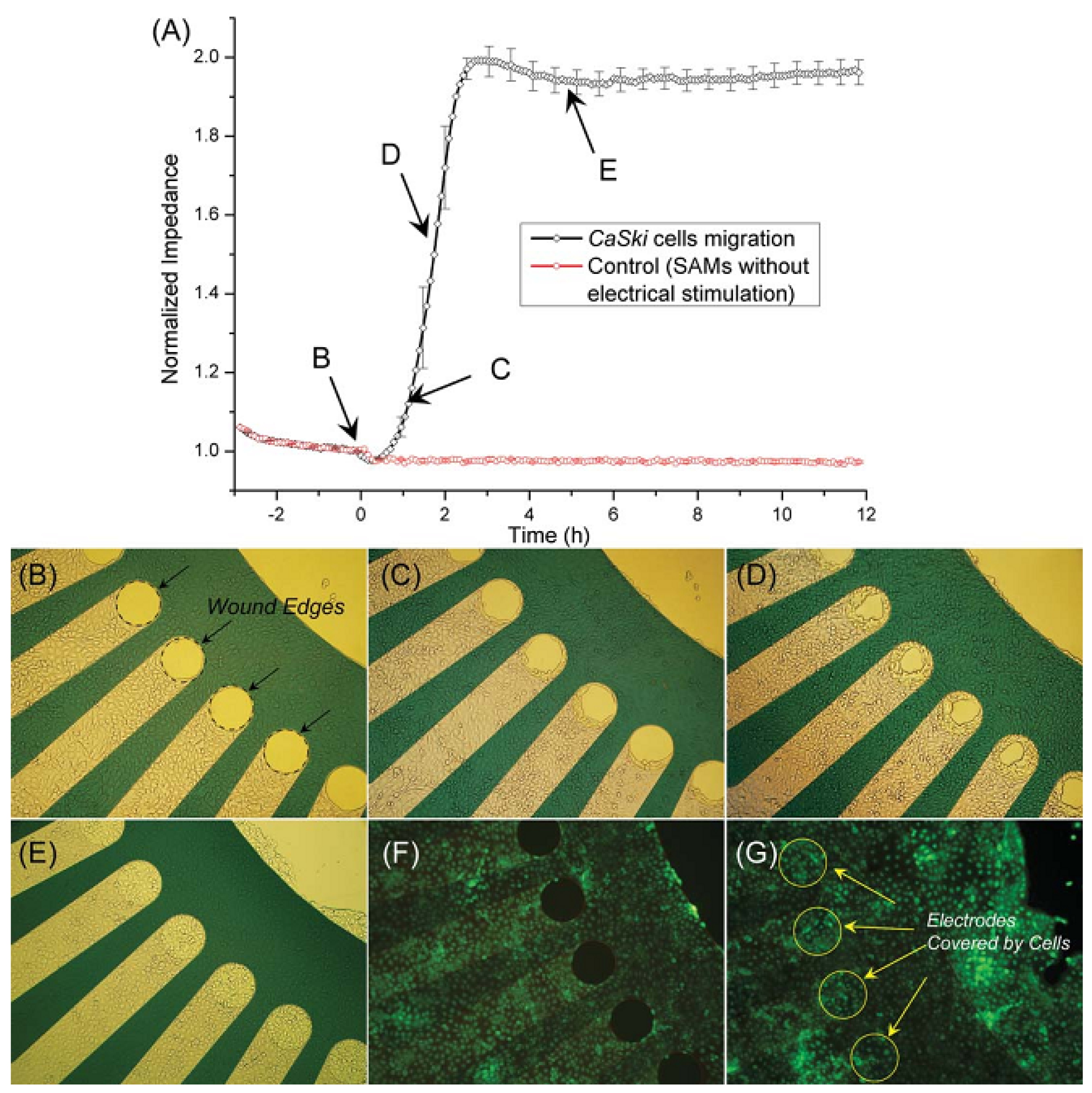 Biosensors 02 00127 g016