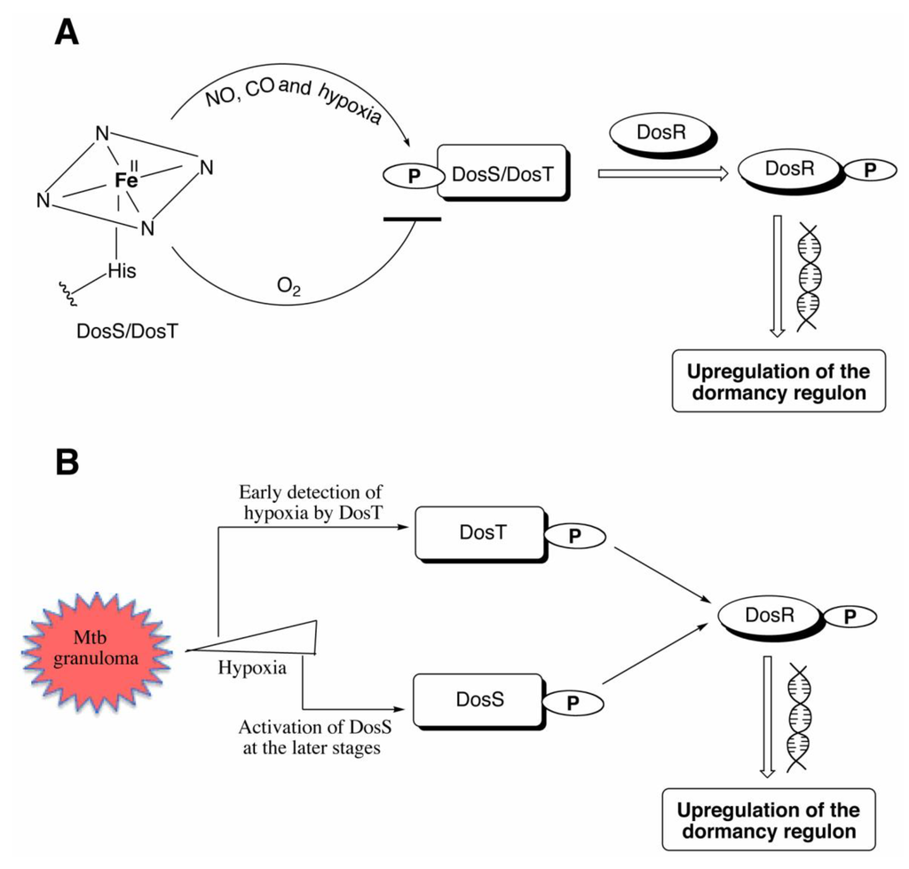 Biosensors Free Full Text The DosS DosT/DosR Mycobacterial Sensor
