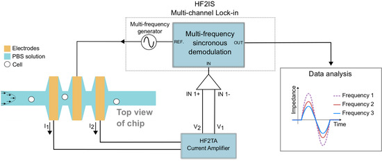 Biosensors Free Full Text Study Of Paclitaxel Treated Hela Cells By Differential Electrical Impedance Flow Cytometry Html
