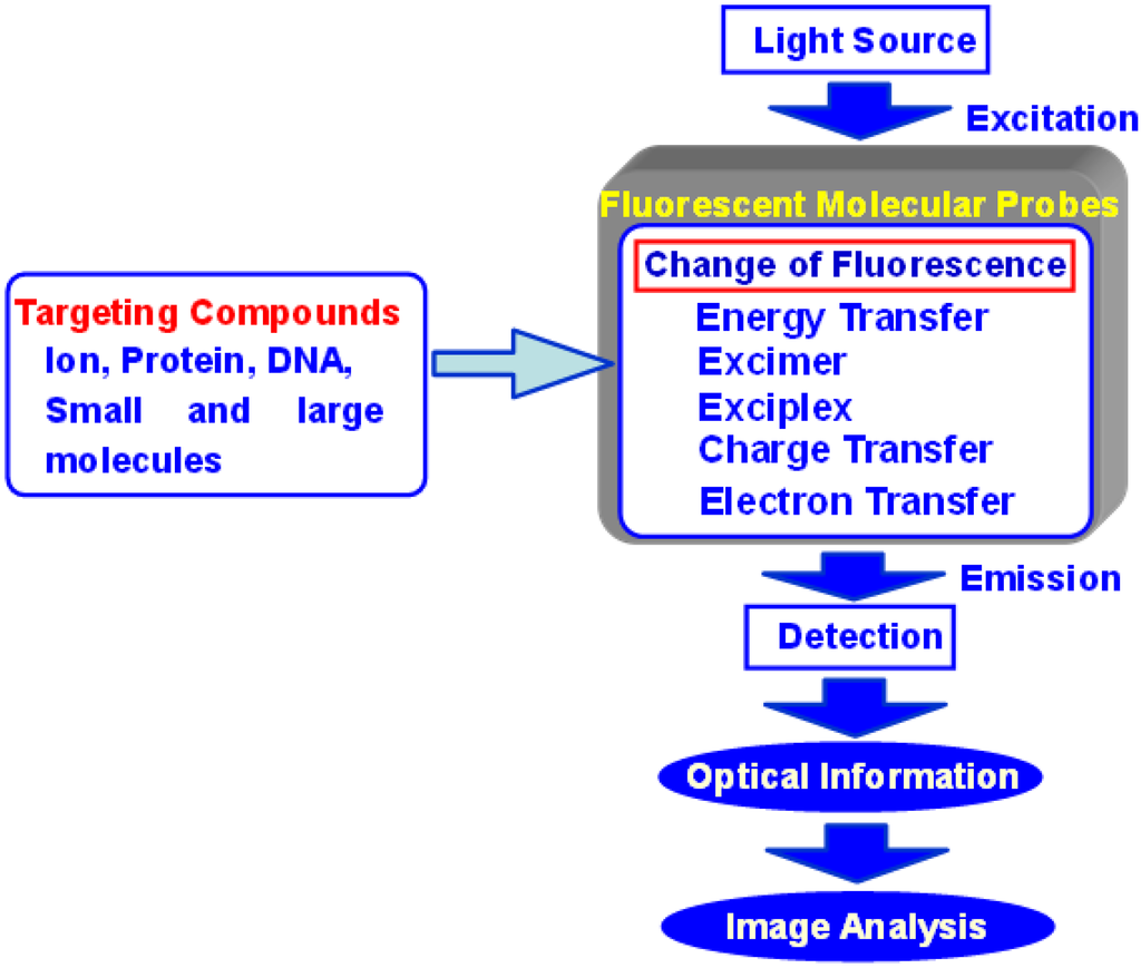 Biosensors Free Full Text Development Of Functional - 