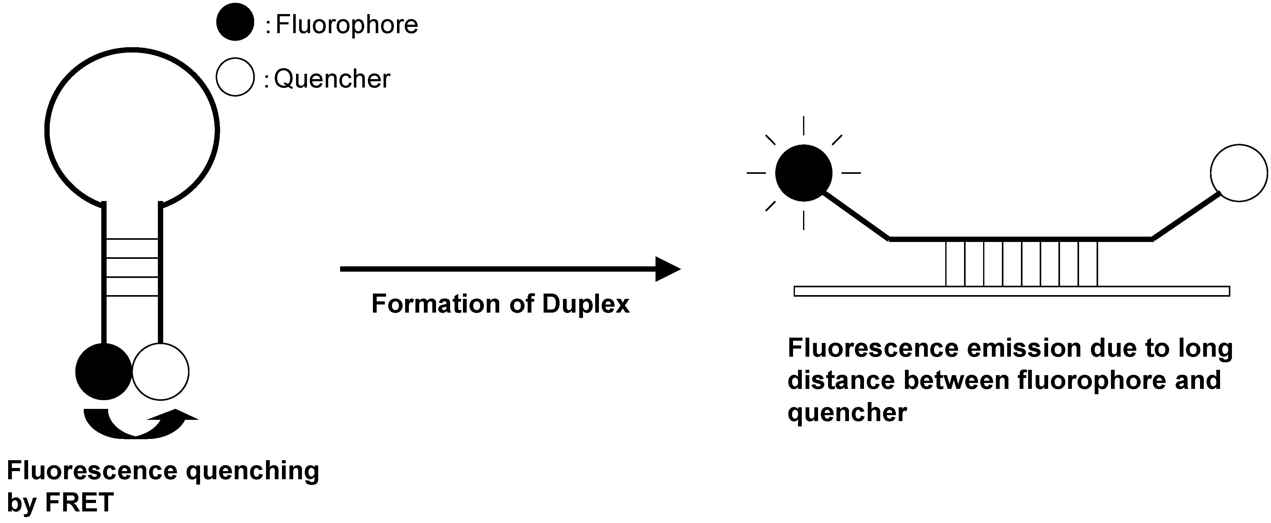 Biosensors 05 00337 g017