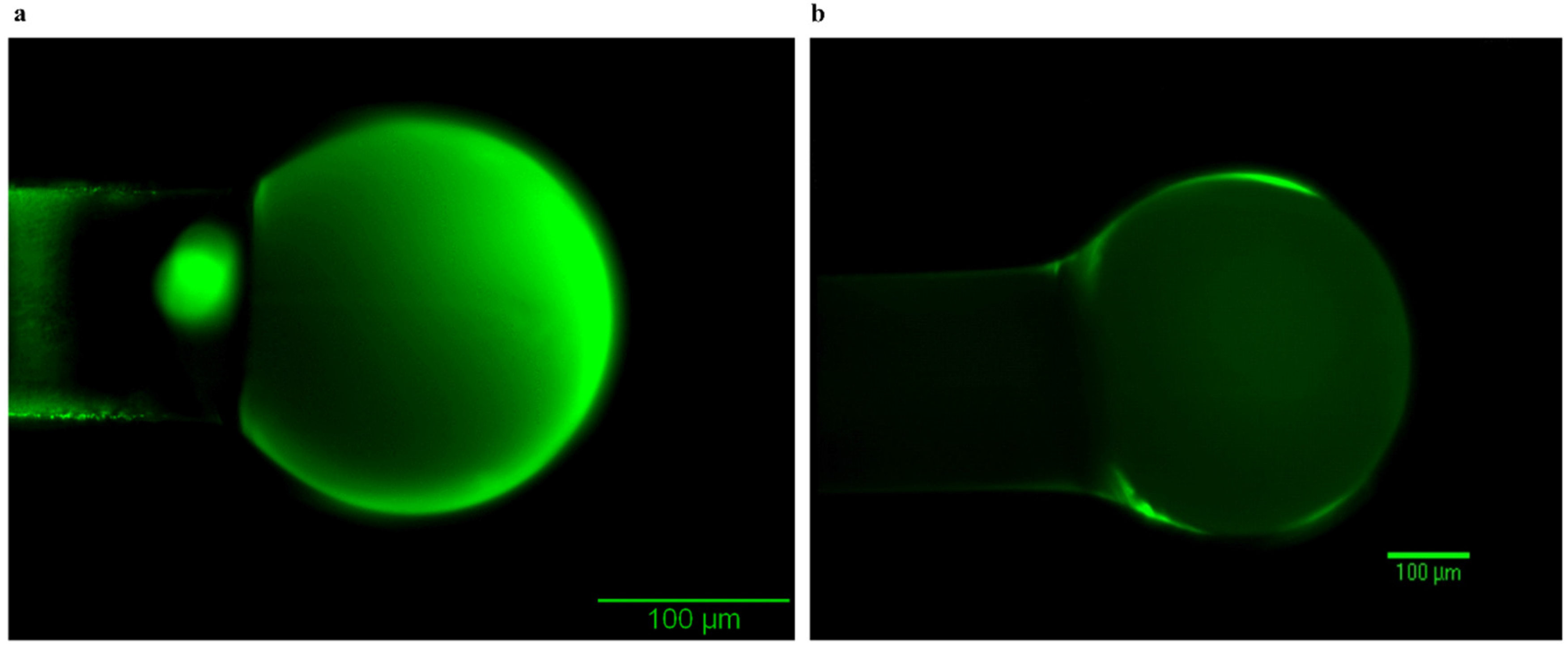 Biosensors 06 00026 g006
