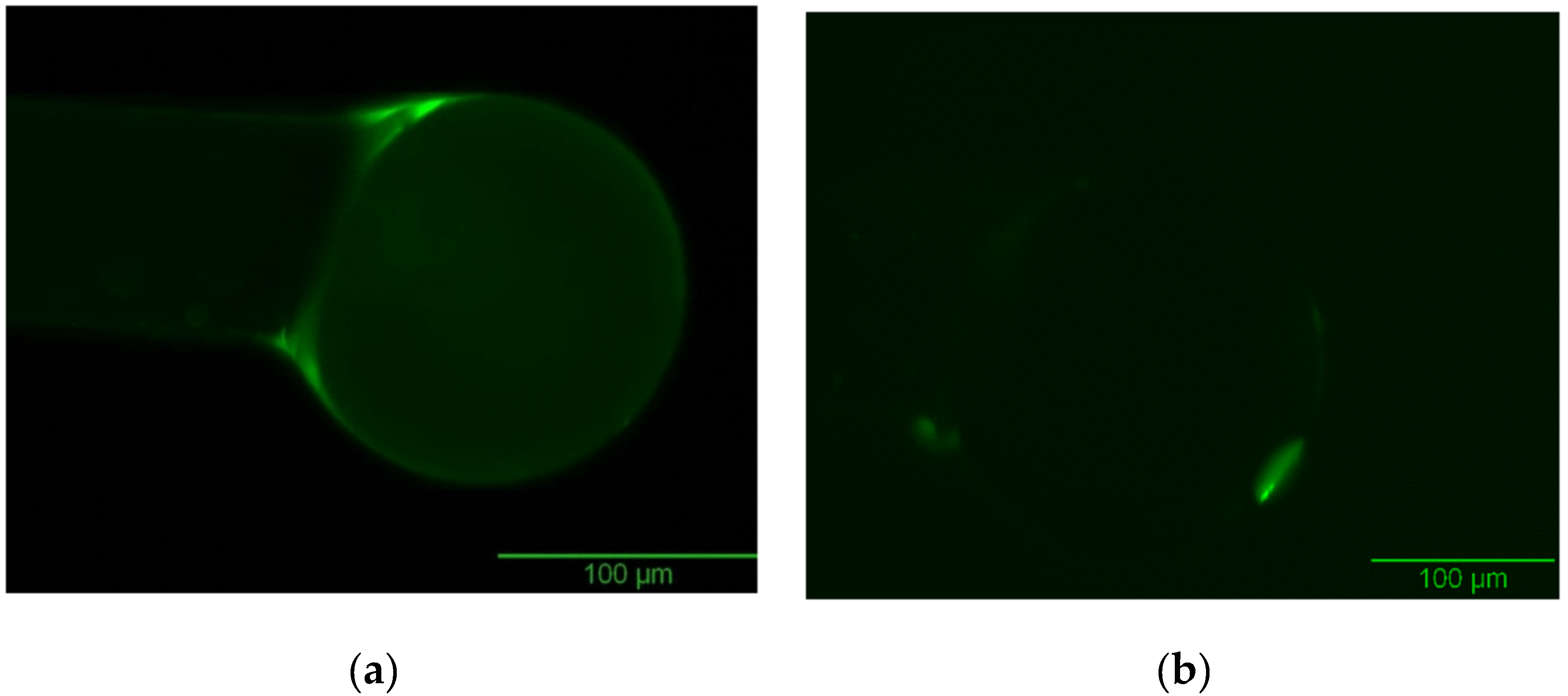 Biosensors 06 00026 g010