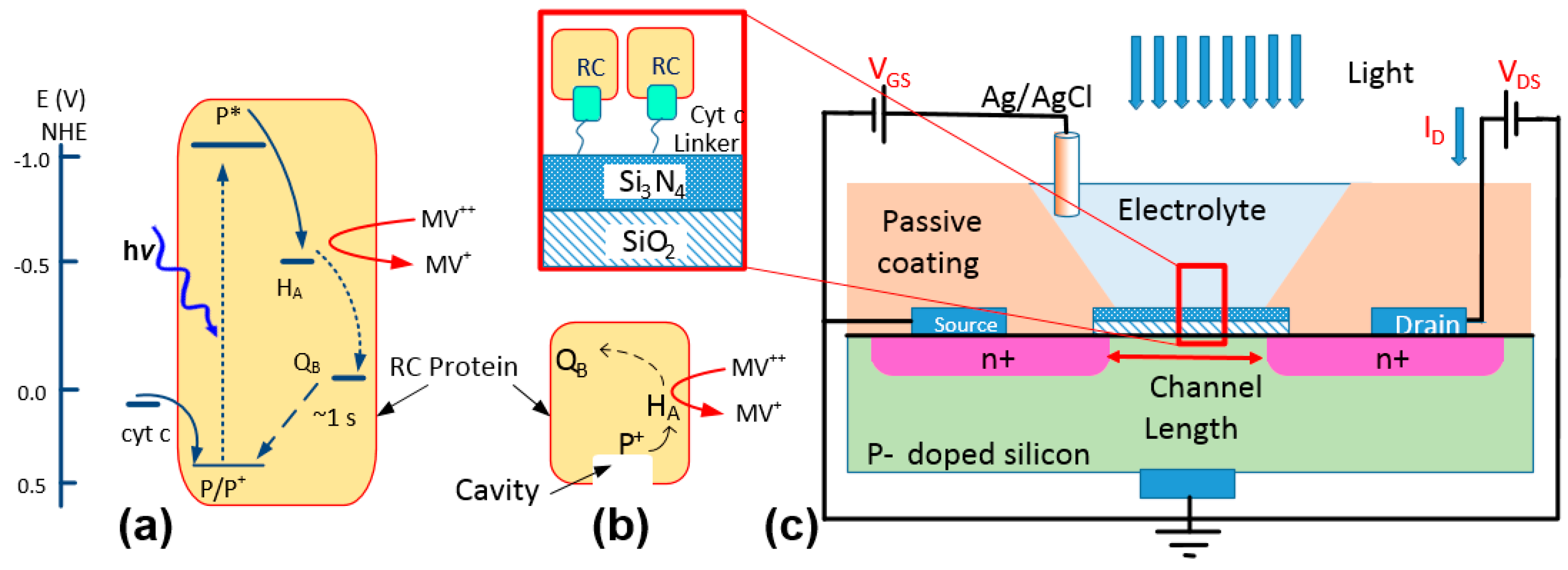 Biosensors 07 00016 g001 550