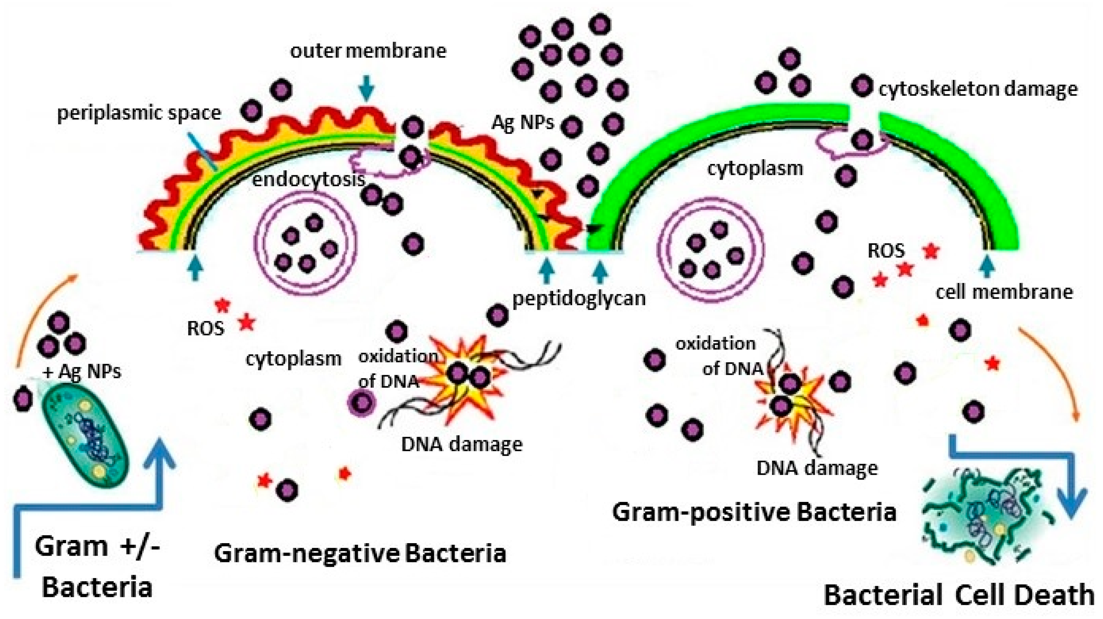Biosensors 07 00051 g004 Biosensors 07 00051 g004