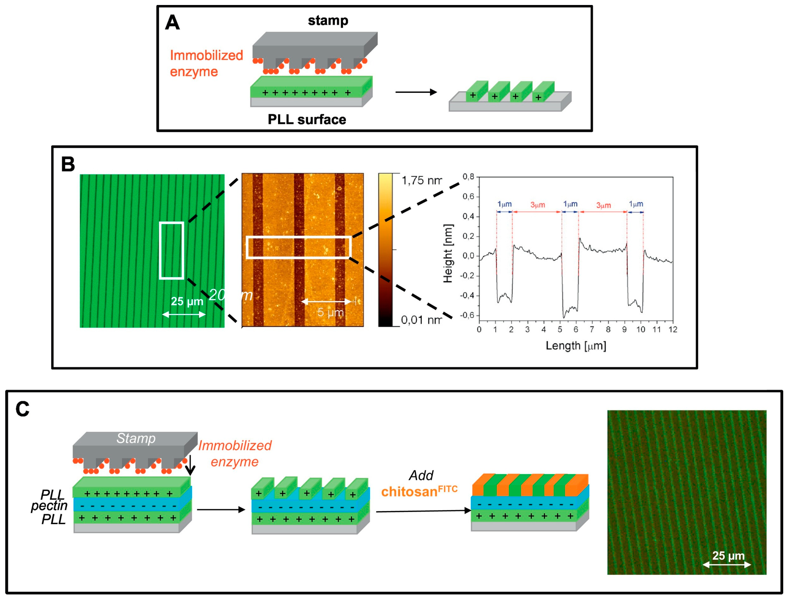 Biosensors 08 00023 g008