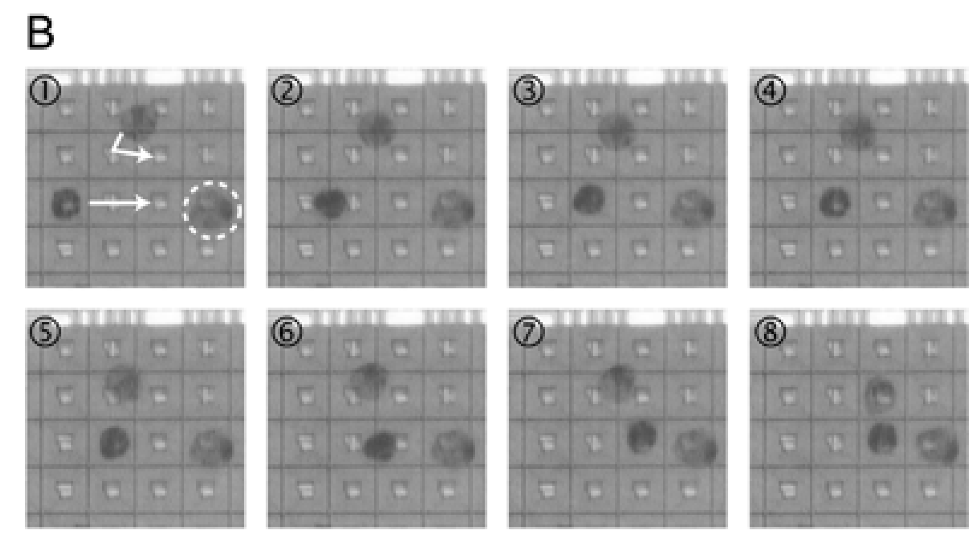 Biosensors 08 00065 g005b Biosensors 08 00065 g005b