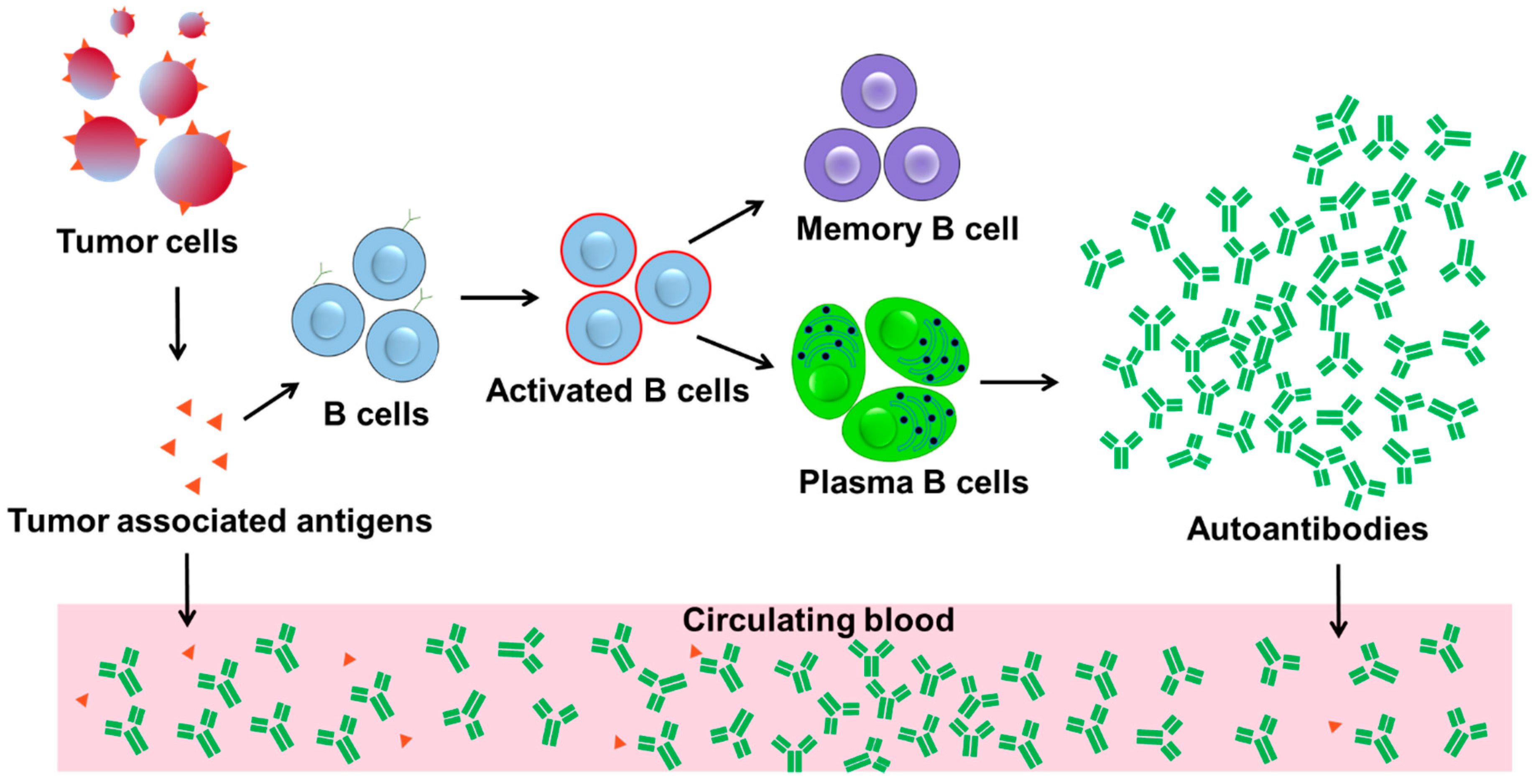 Biosensors Free Full Text Autoantibodies As Potential Biomarkers In Breast Cancer Html