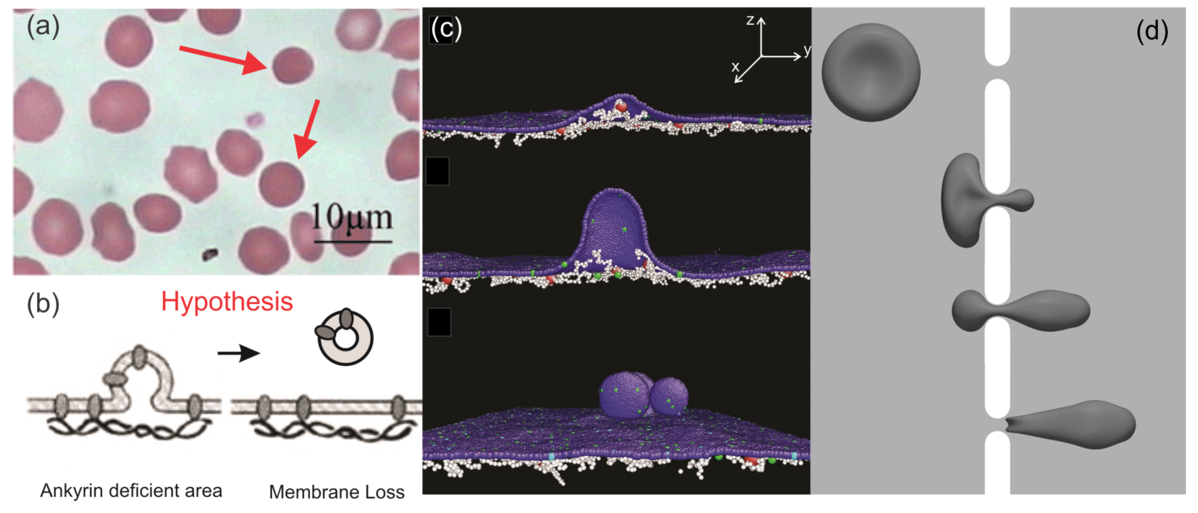 Biosensors 08 00076 g007