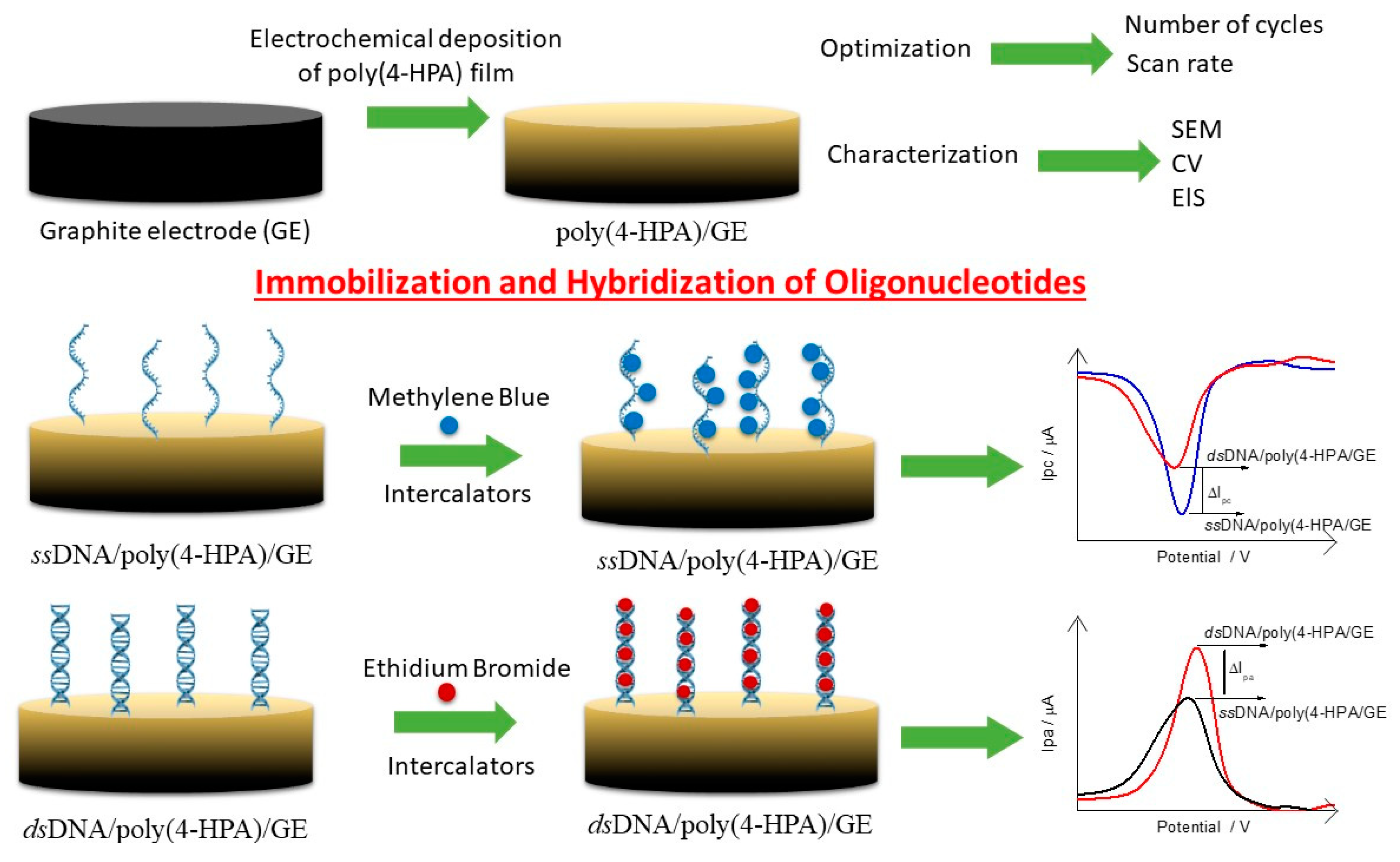 Biosensors Free FullText Optimization and Application of Electrochemical Transducer for