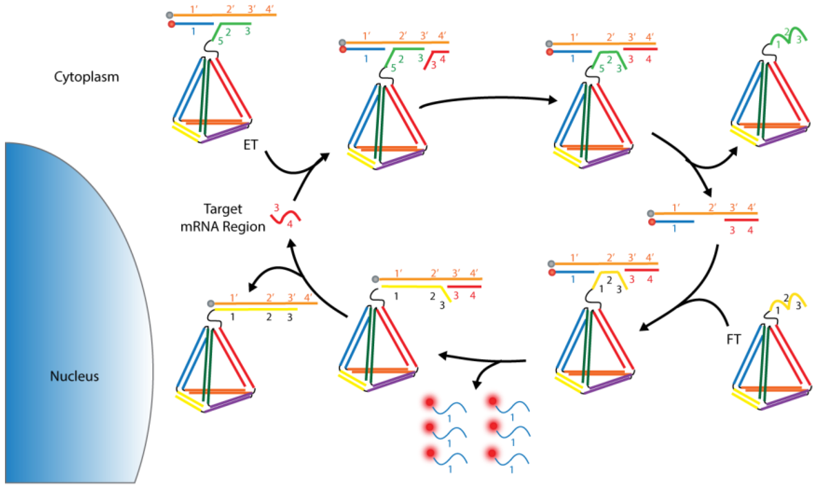 Biosensors 08 00100 g012 Biosensors 08 00100 g012