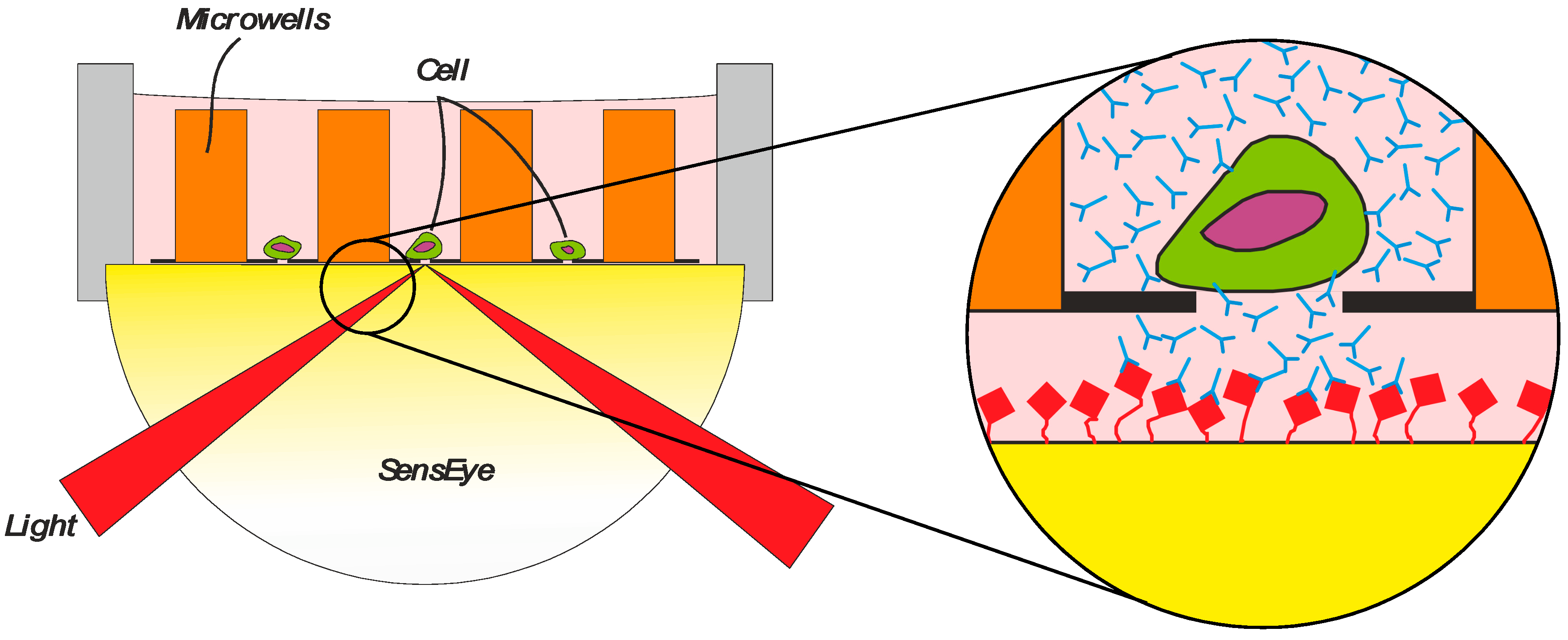 Biosensors 08 00102 g005