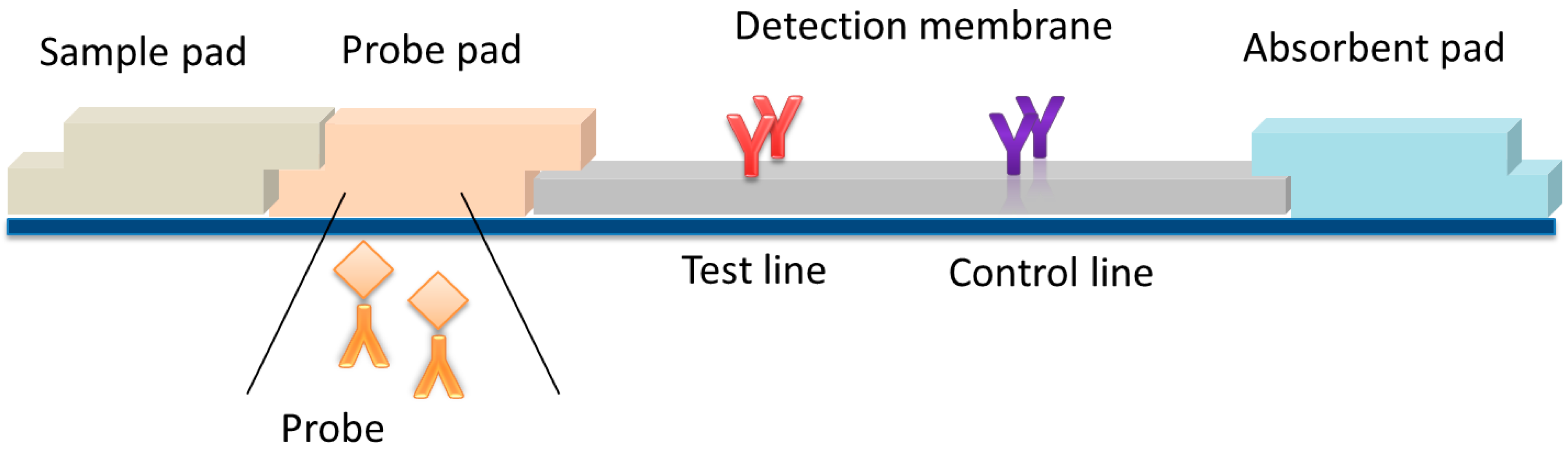 Improved sensitivity of lateral flow assay using paper-based sample  concentration technique - ScienceDirect