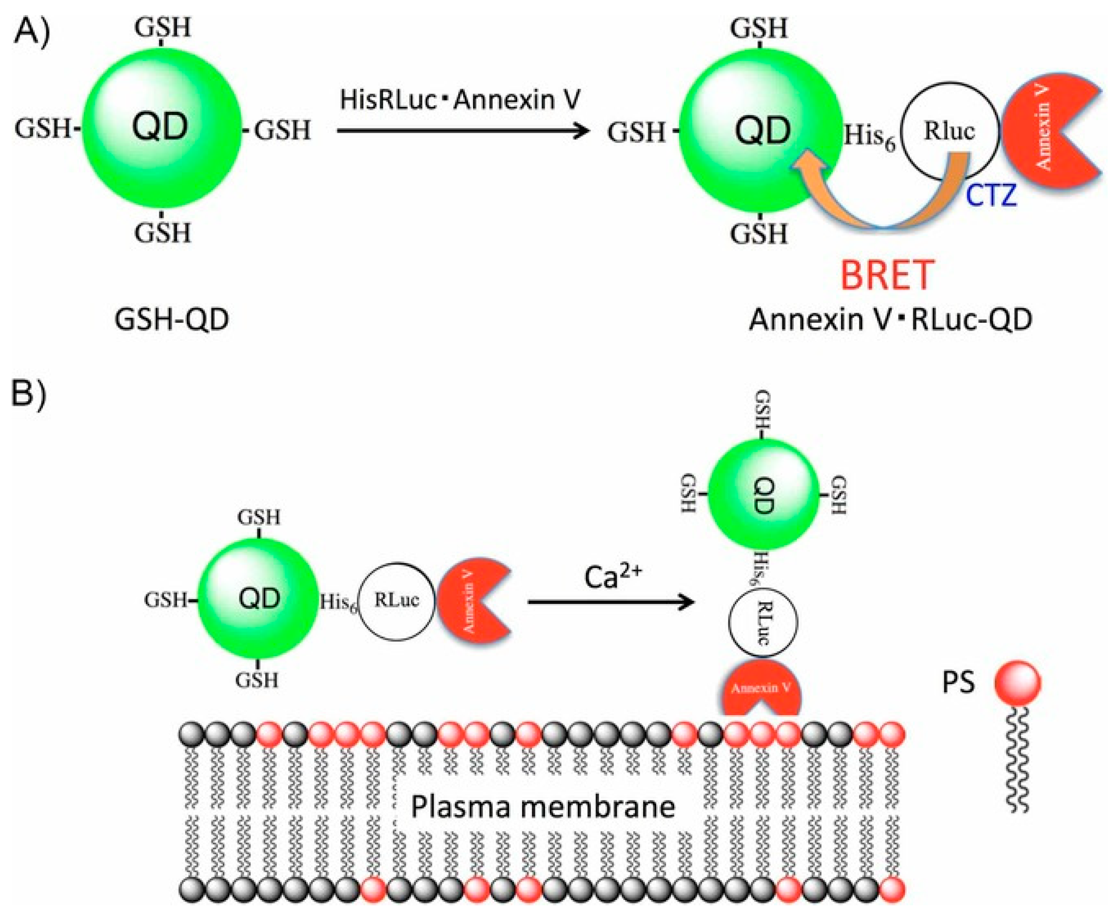 Biosensors 09 00042 g004