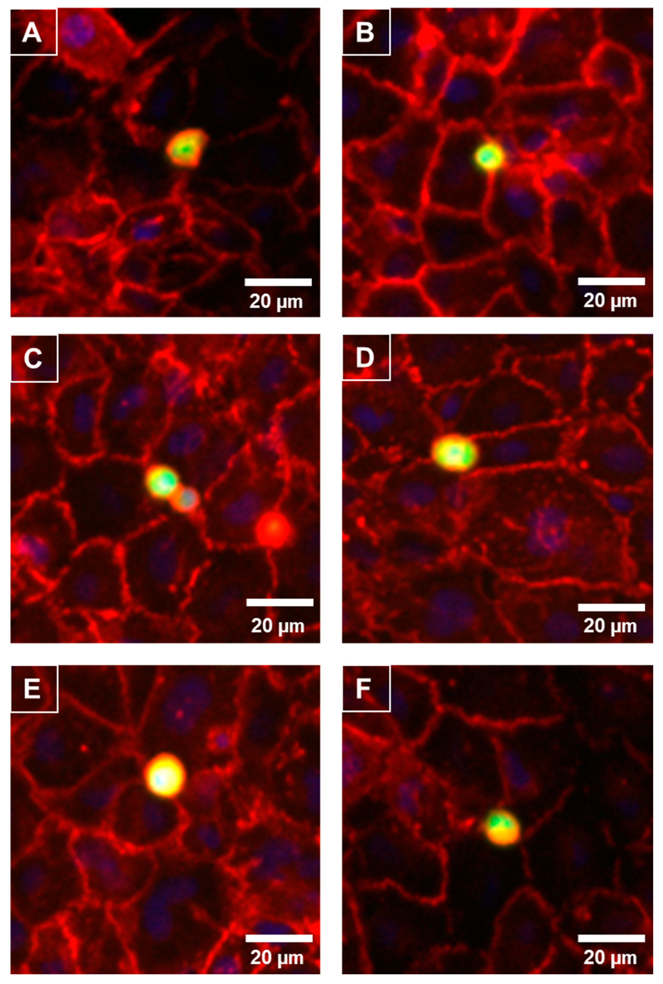 Biosensors 09 00056 g006