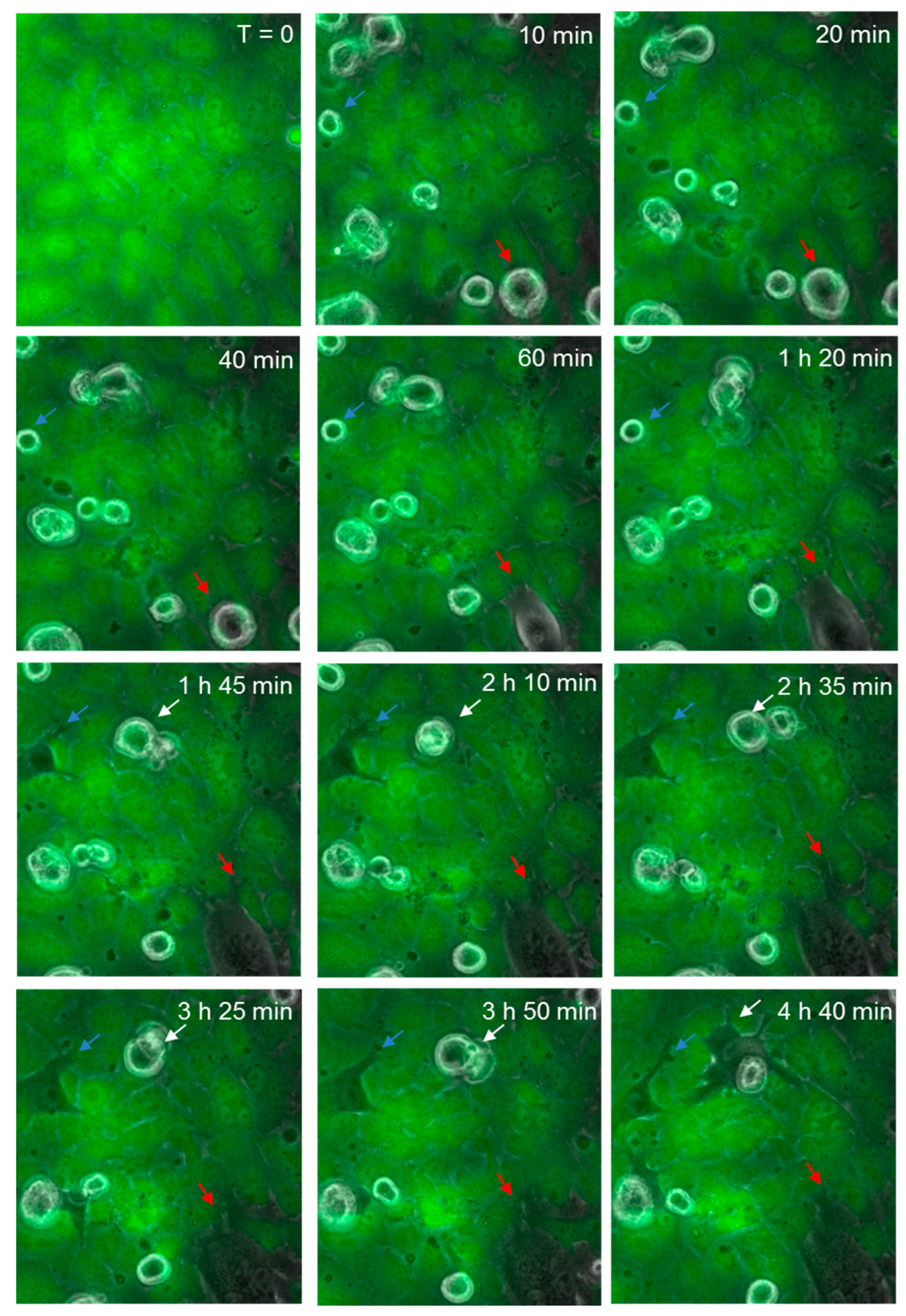 Biosensors 09 00056 g008