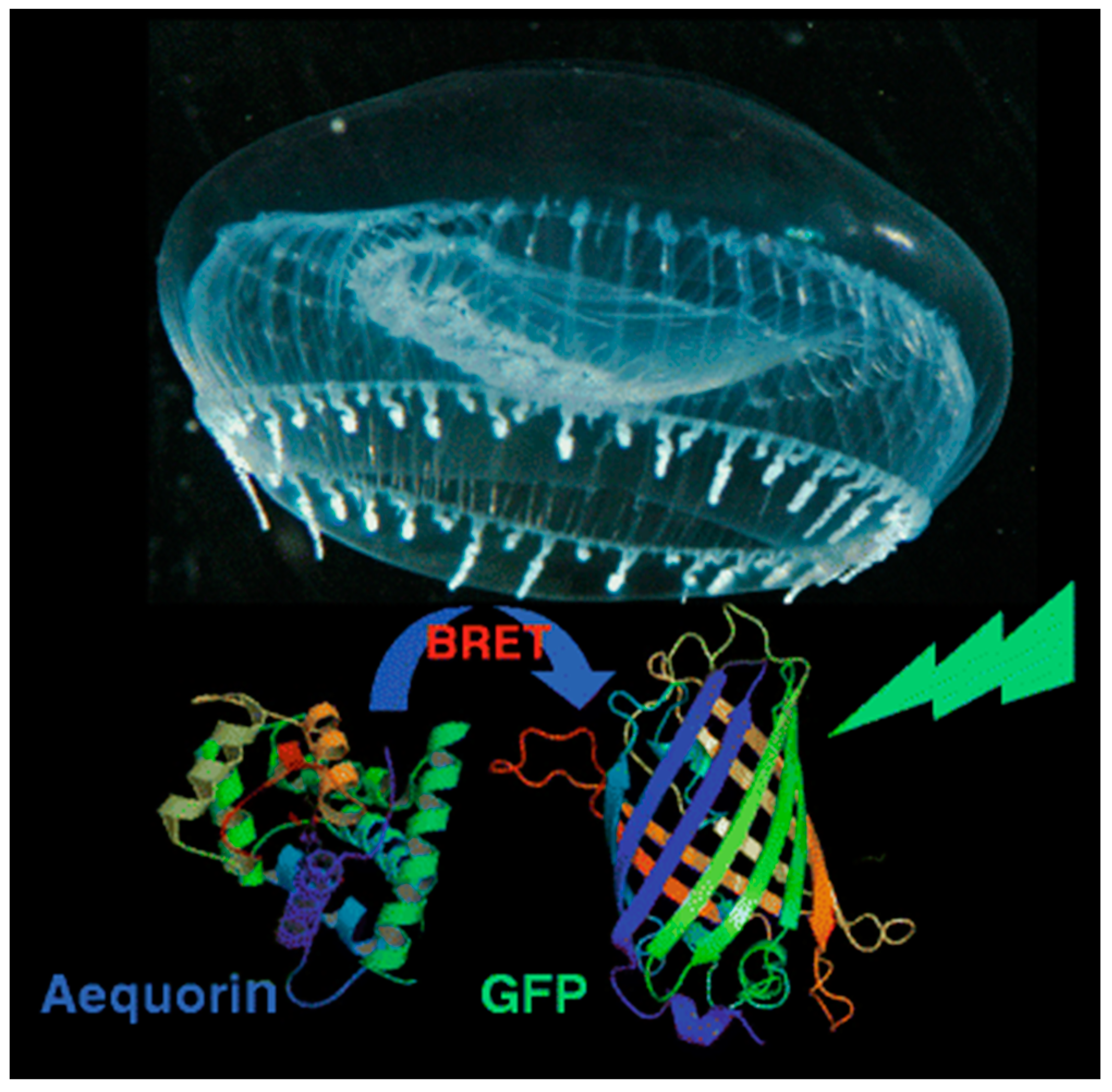 Biosensors 09 00076 g002 Biosensors 09 00076 g002