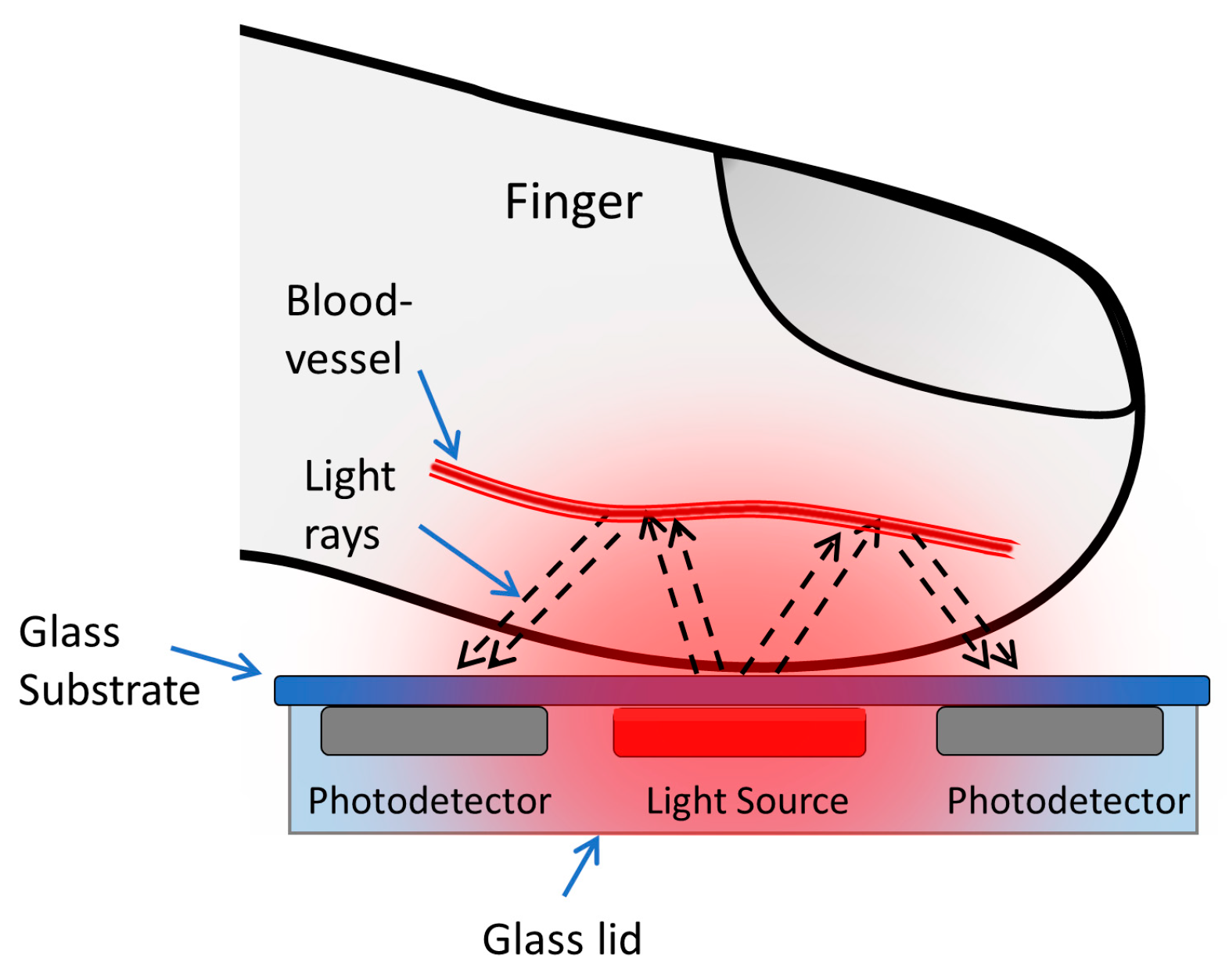 Biosensors Free FullText ReflectanceBased Organic Pulse Meter