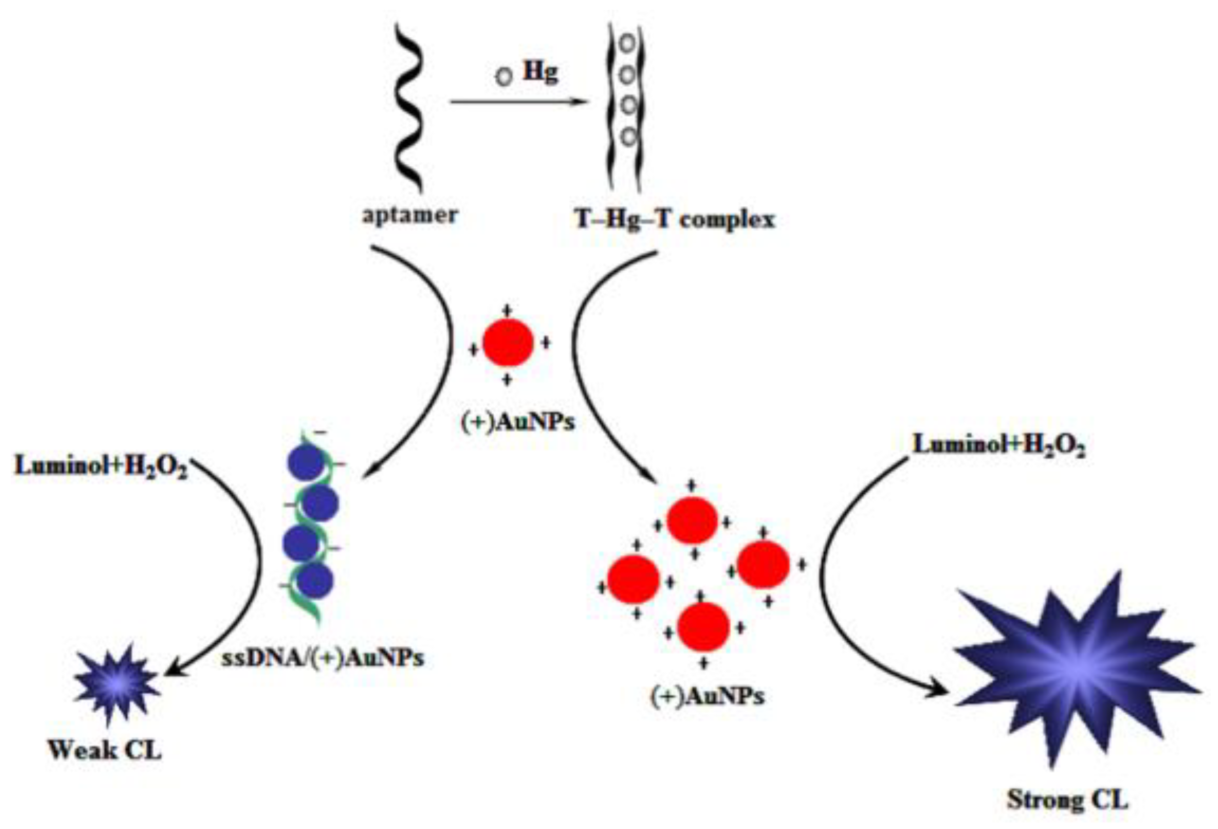 Biosensors 09 00096 g003 Biosensors 09 00096 g003
