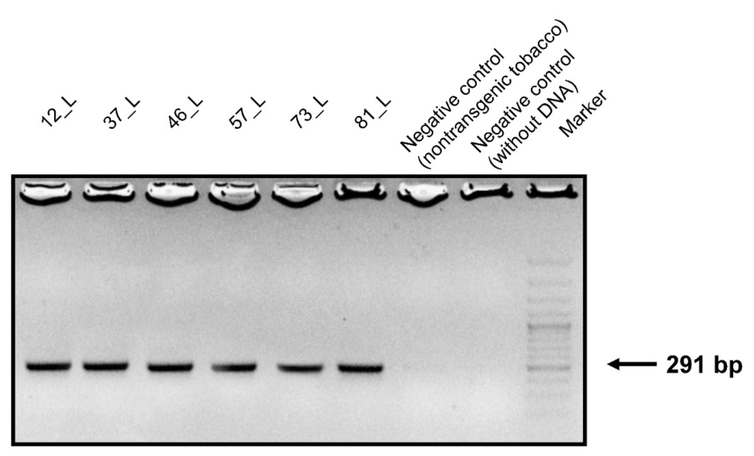 Biosensors 09 00116 g002