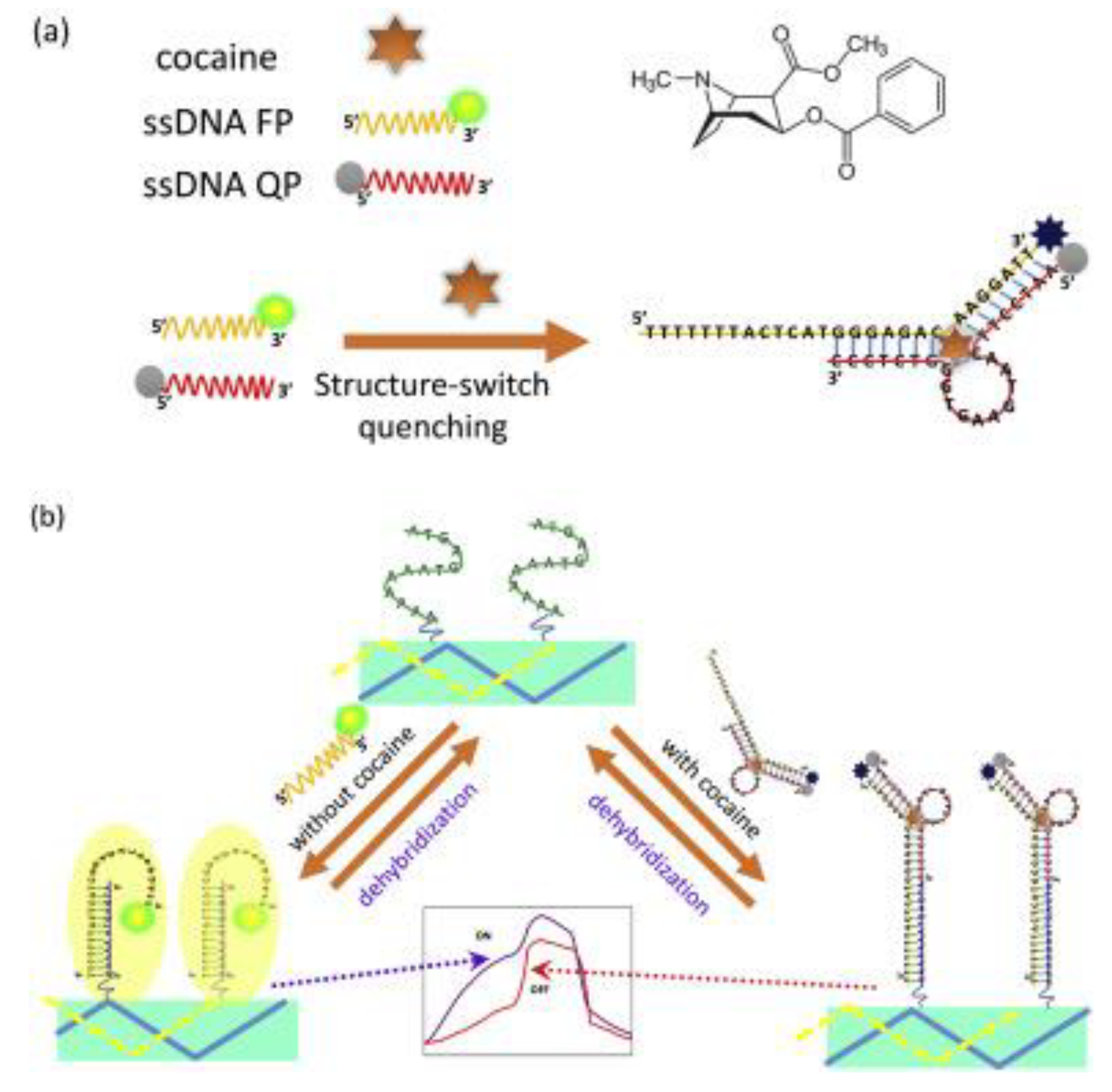 Biosensors Free Full Text A Bottom Up Approach For Developing Aptasensors For Abused Drugs Biosensors In Forensics Html