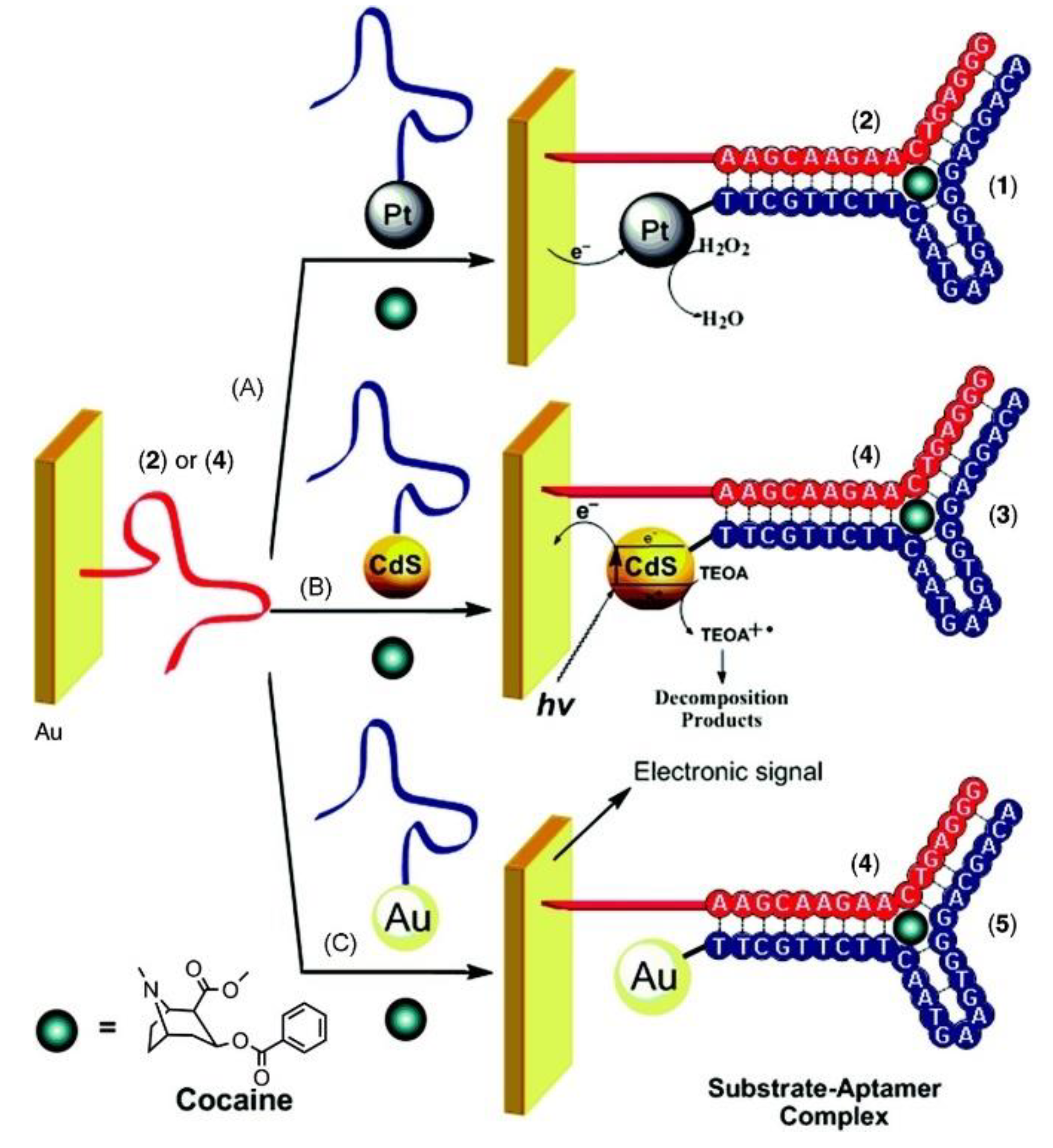 Biosensors 09 00118 g006