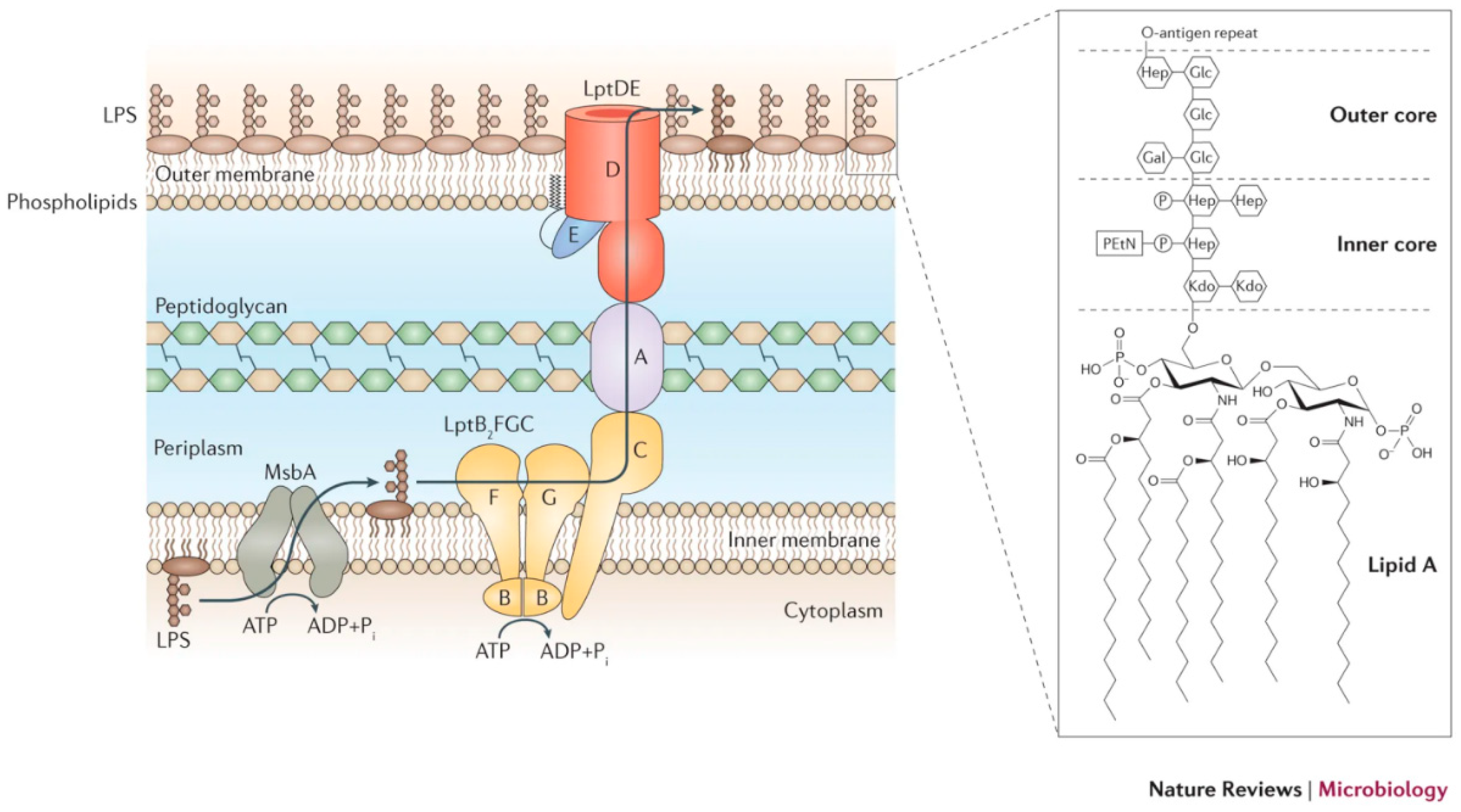 Biosensors Free Full Text Nanomaterials For Biosensing Lipopolysaccharide Html Biosensors Free Full Text Nanomaterials For Biosensing Lipopolysaccharide Html