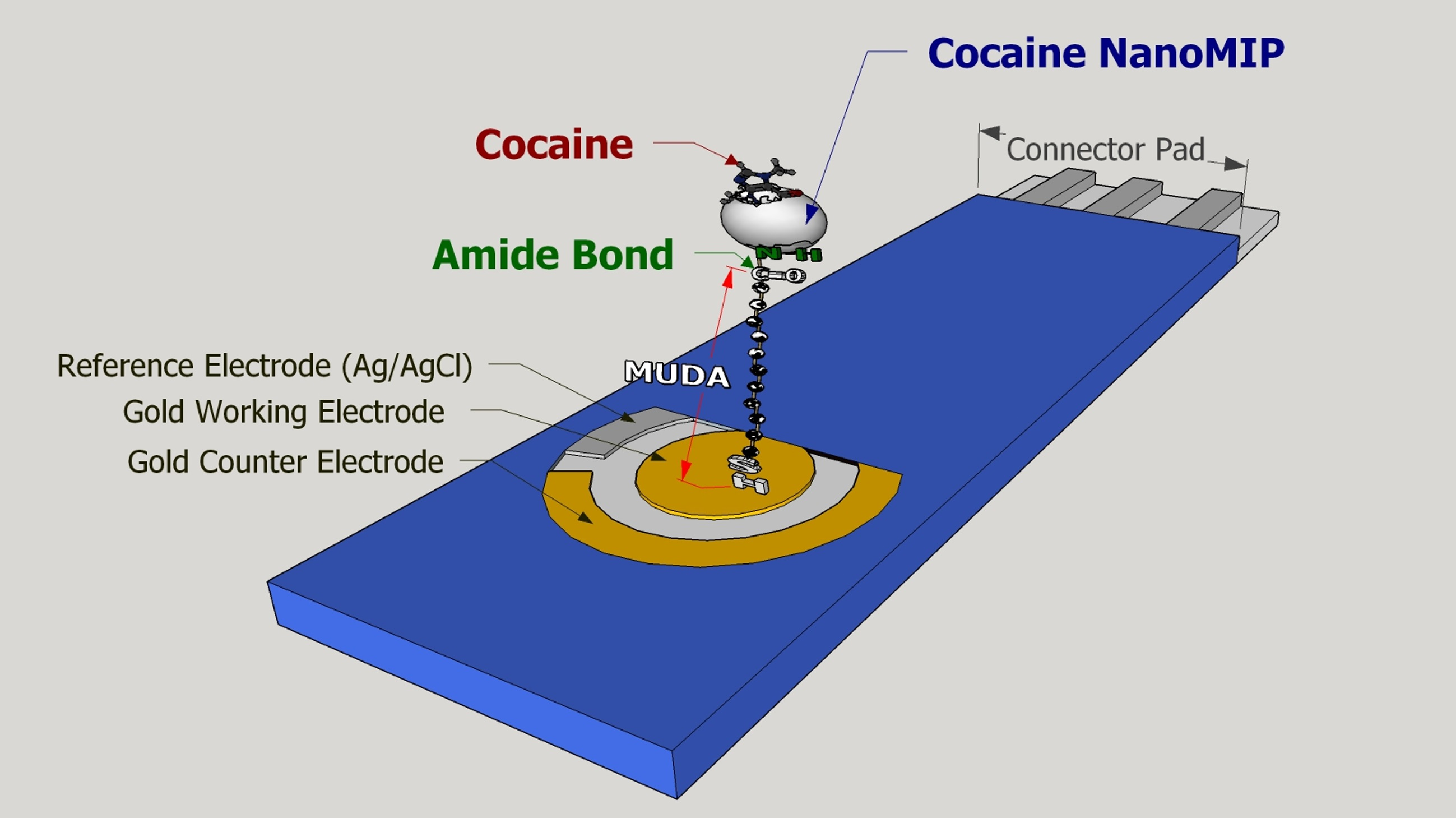 Biosensors Free FullText Molecularly Imprinted Nanoparticles Based