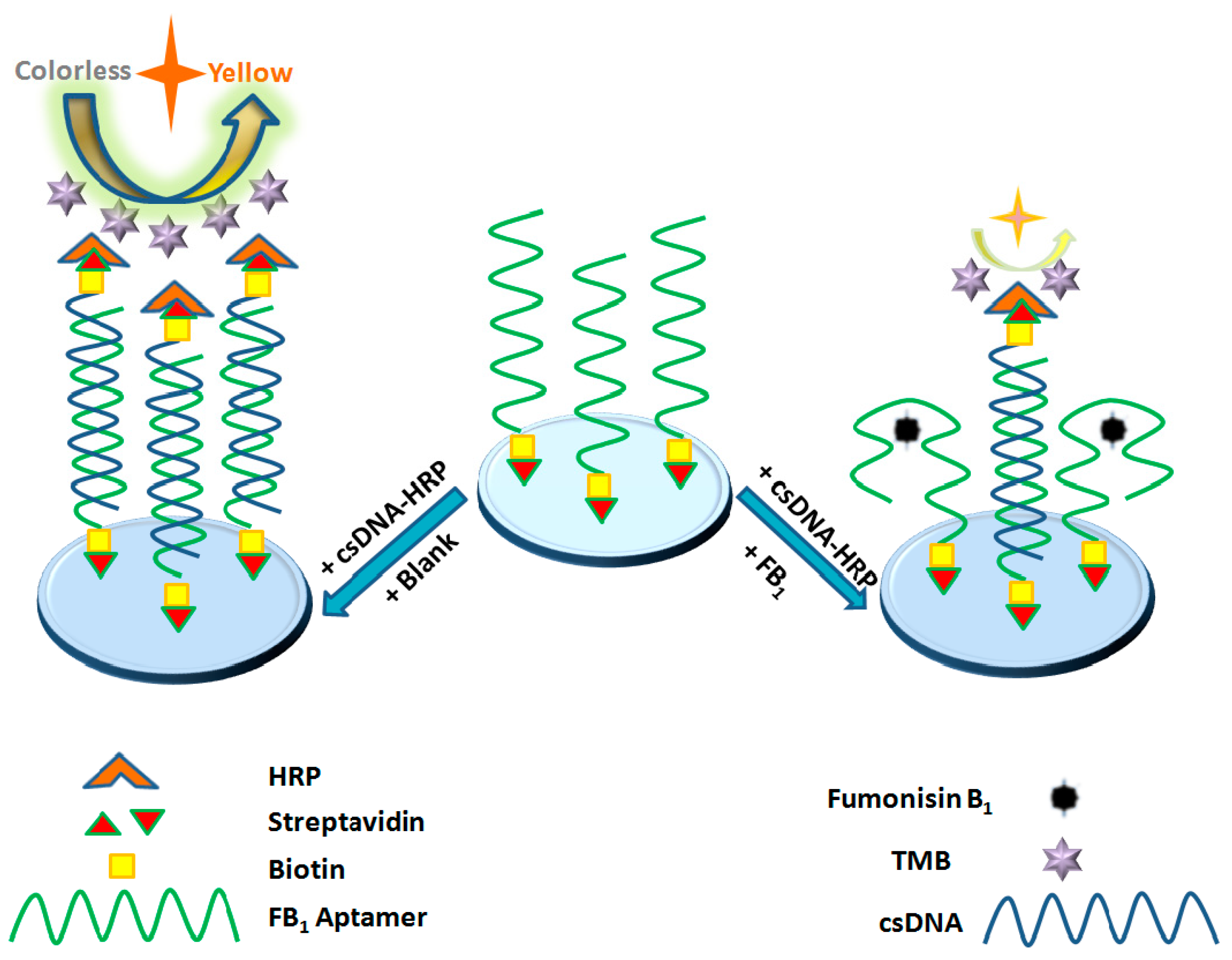 Biosensors Free FullText Competitive HRPLinked Colorimetric