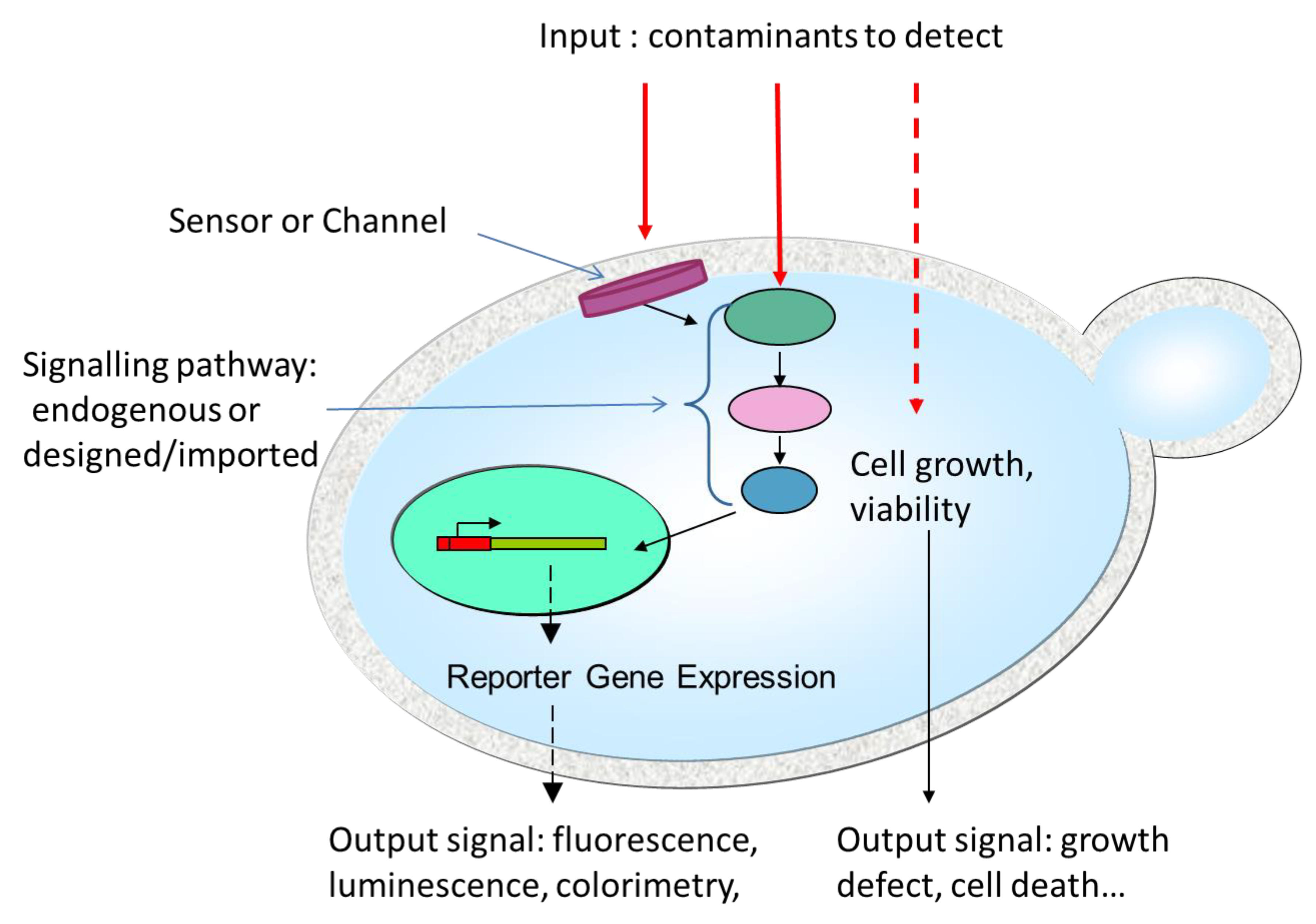 Biosensors 10 00051 g002