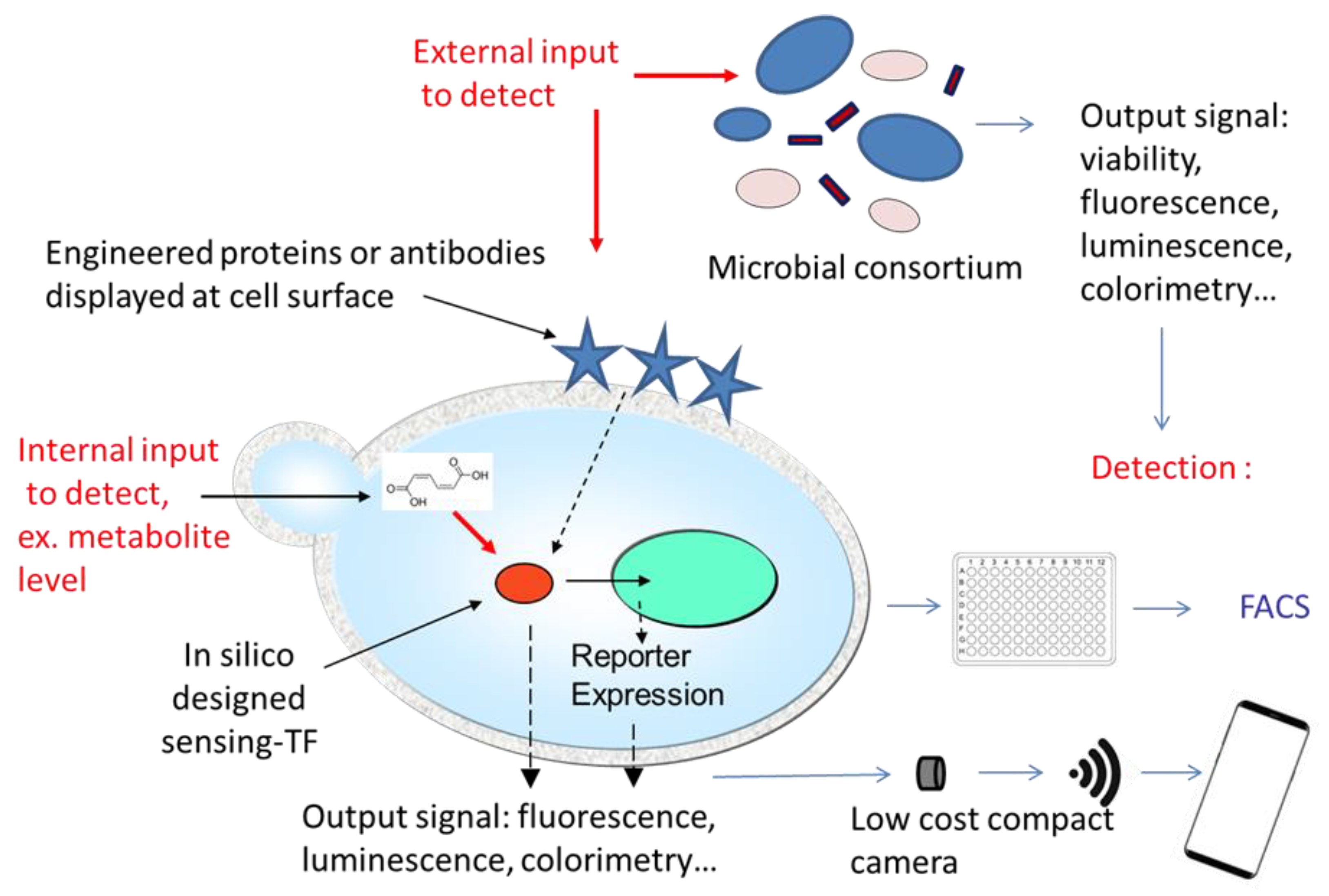 Biosensors 10 00051 g003