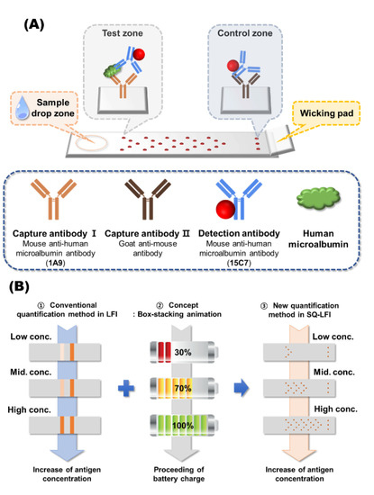 Biosensors | Free Full-Text | Instrumentation-Free Semiquantitative Immunoanalysis Using a Specially Patterned Lateral Flow Assay Device Biosensors | Free Full-Text | Instrumentation-Free Semiquantitative Immunoanalysis Using a Specially Patterned Lateral Flow Assay Device