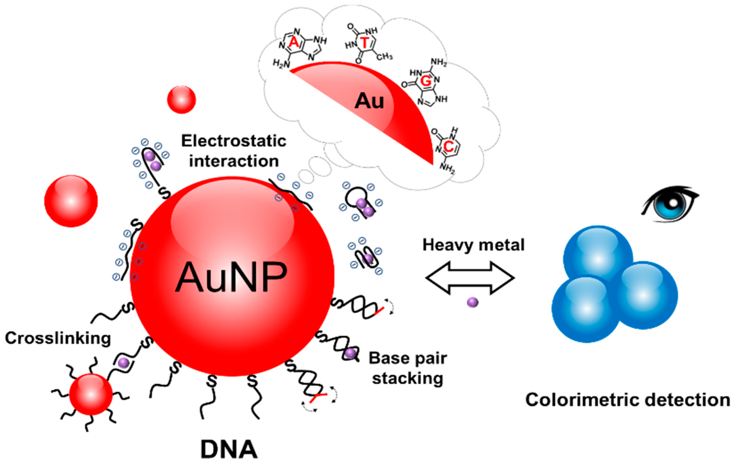 Interfacing DNA with Gold Nanoparticles for Heavy Metal