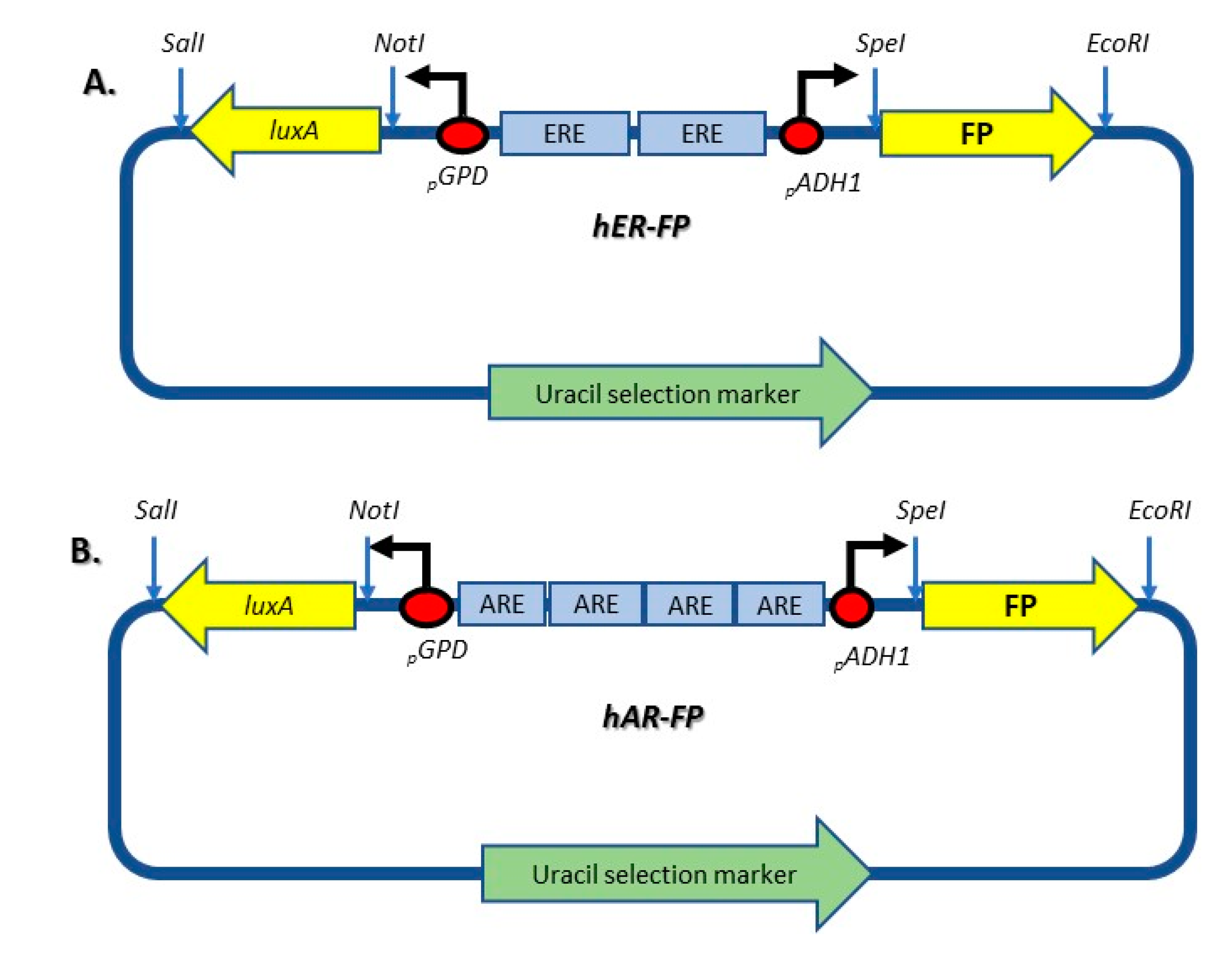 Biosensors 10 00169 g001
