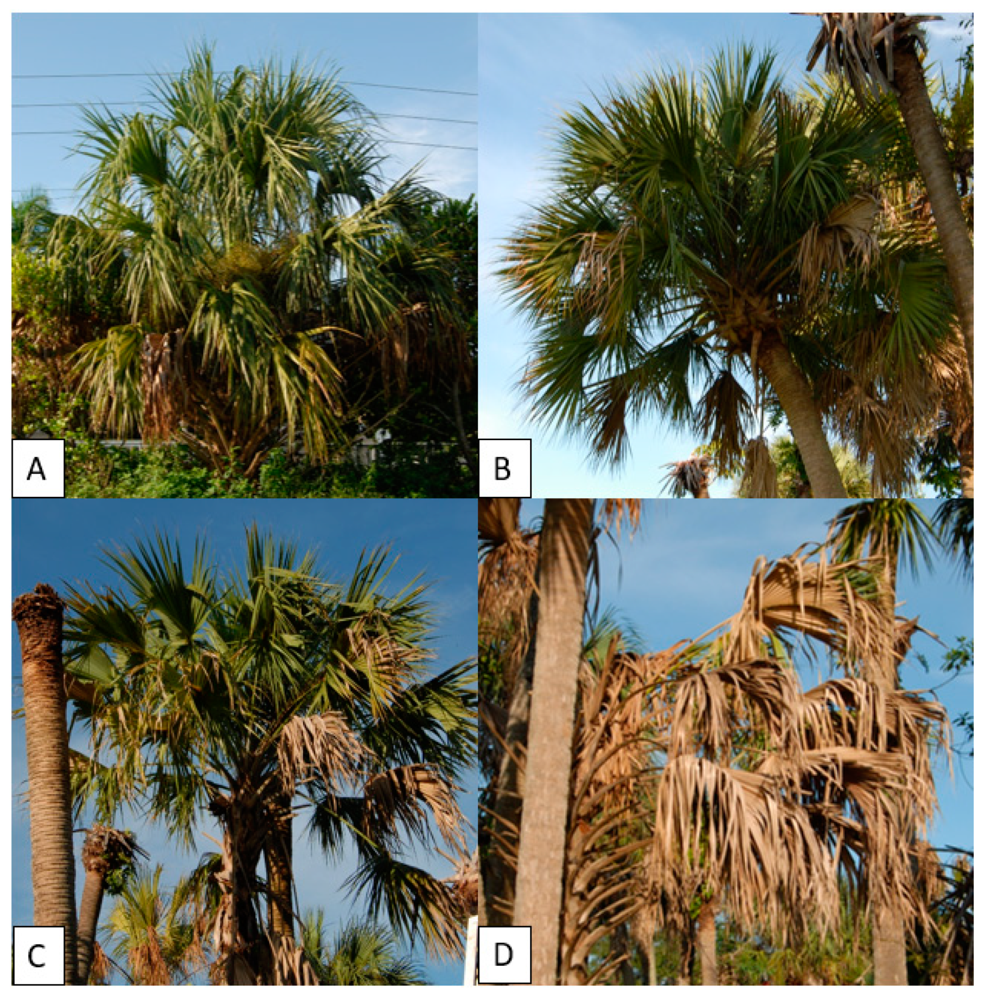 Biosensors 10 00188 g002 Biosensors 10 00188 g002