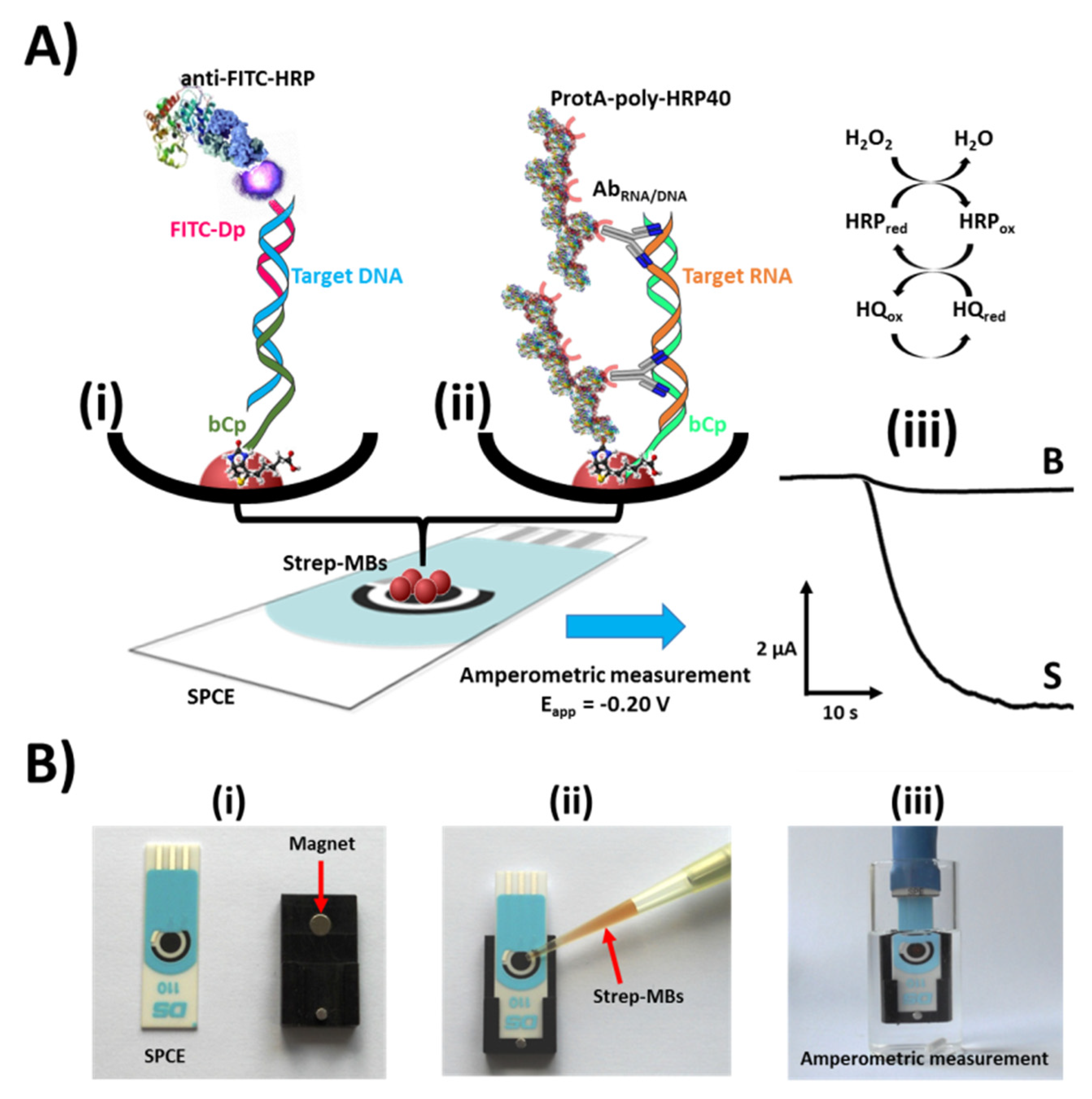 Biosensors 10 00207 g001 Biosensors 10 00207 g001