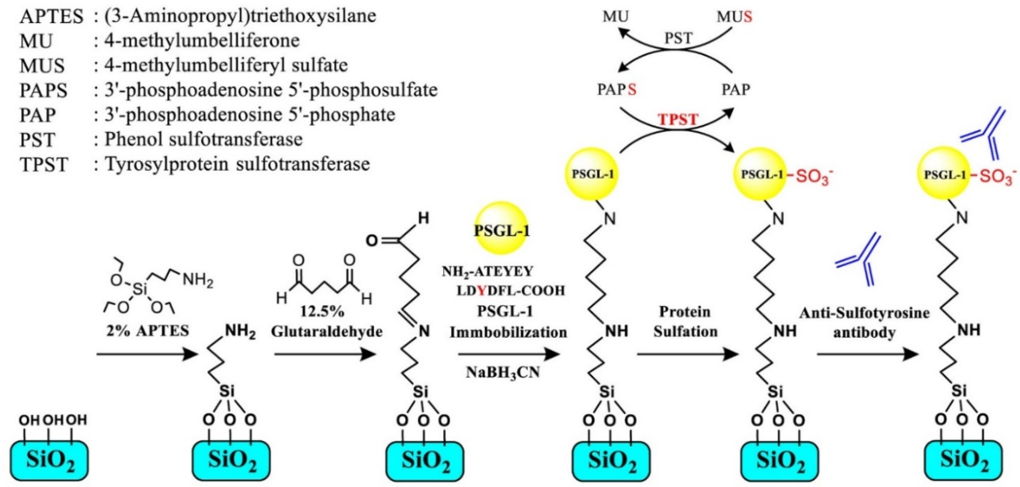 Biosensors 10 00213 sch002 Biosensors 10 00213 sch002
