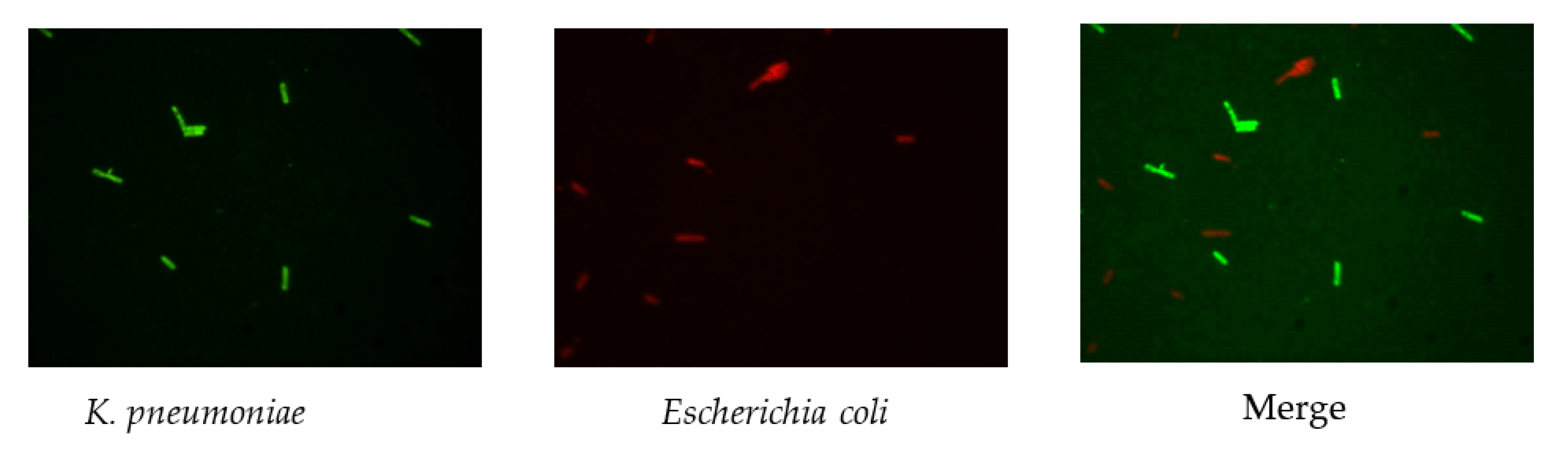 Biosensors 11 00008 g005 Biosensors 11 00008 g005