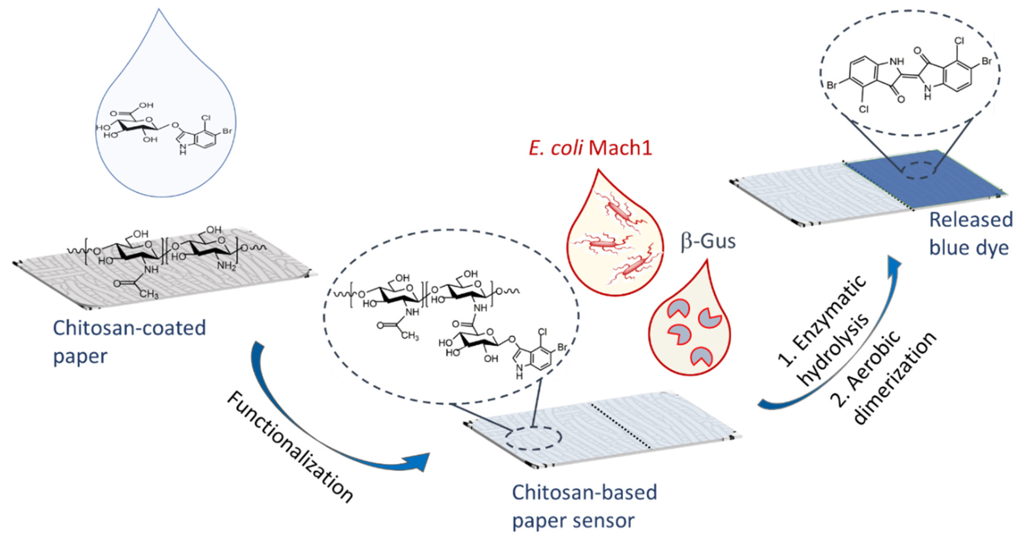 Biosensors 11 00025 g001
