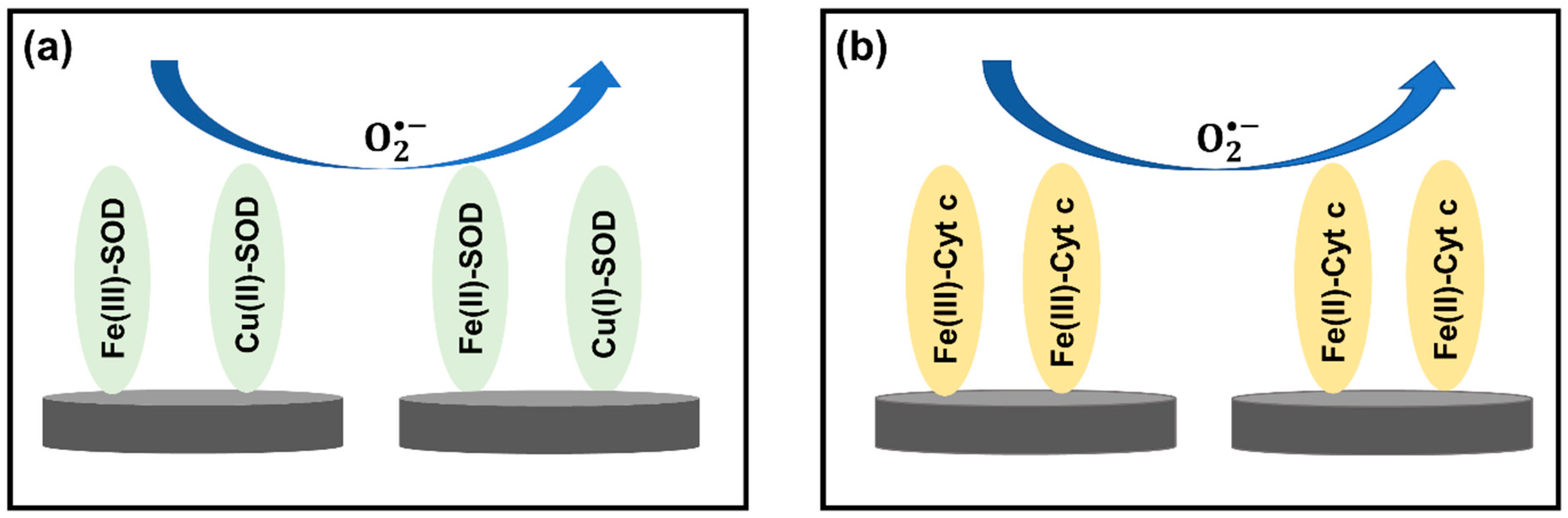 Biosensors 11 00030 g005 Biosensors 11 00030 g005
