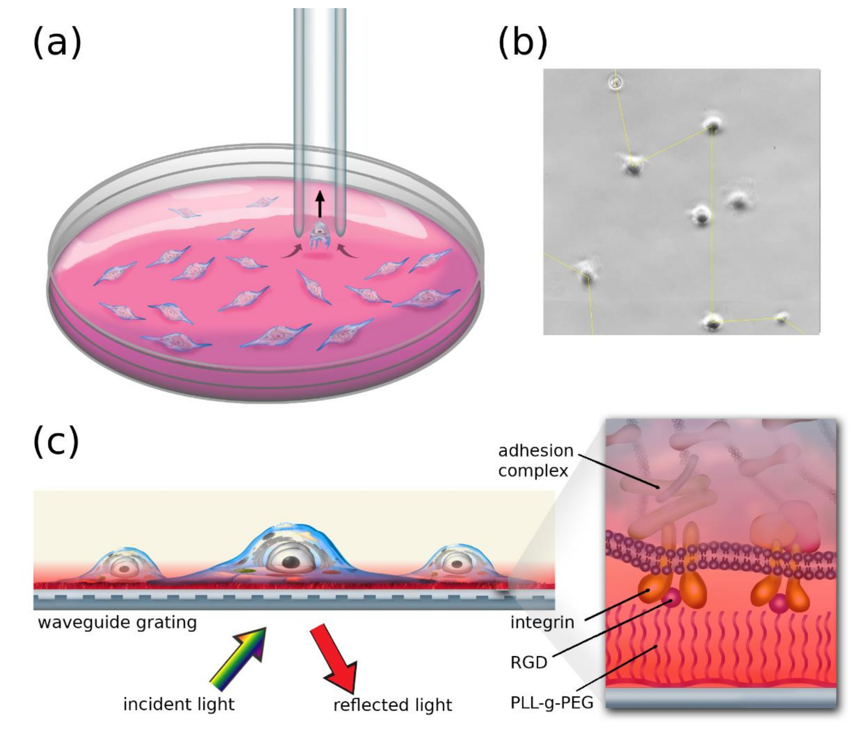 Biosensors 11 00032 g001 Biosensors 11 00032 g001
