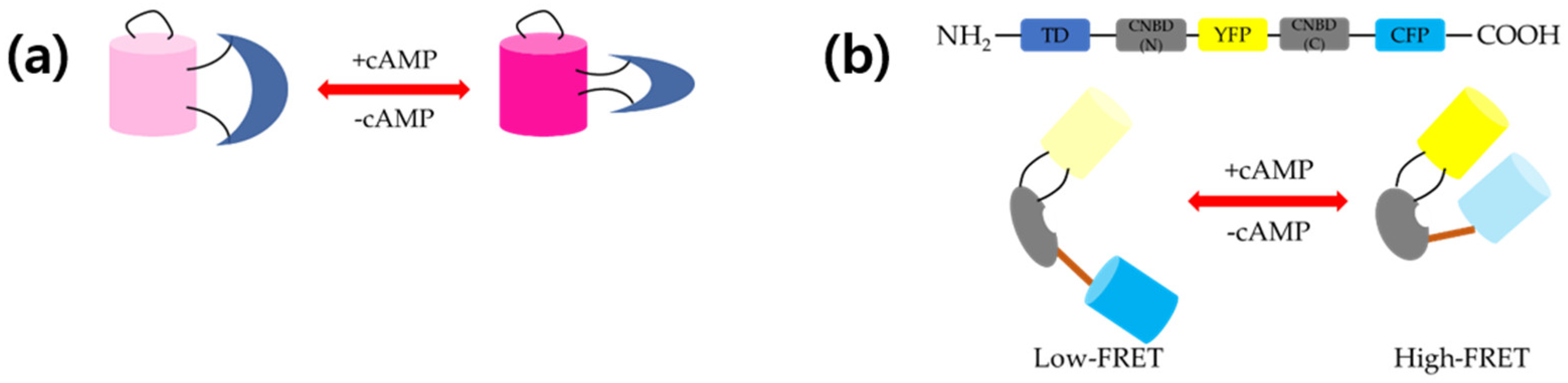 Biosensors 11 00039 g001