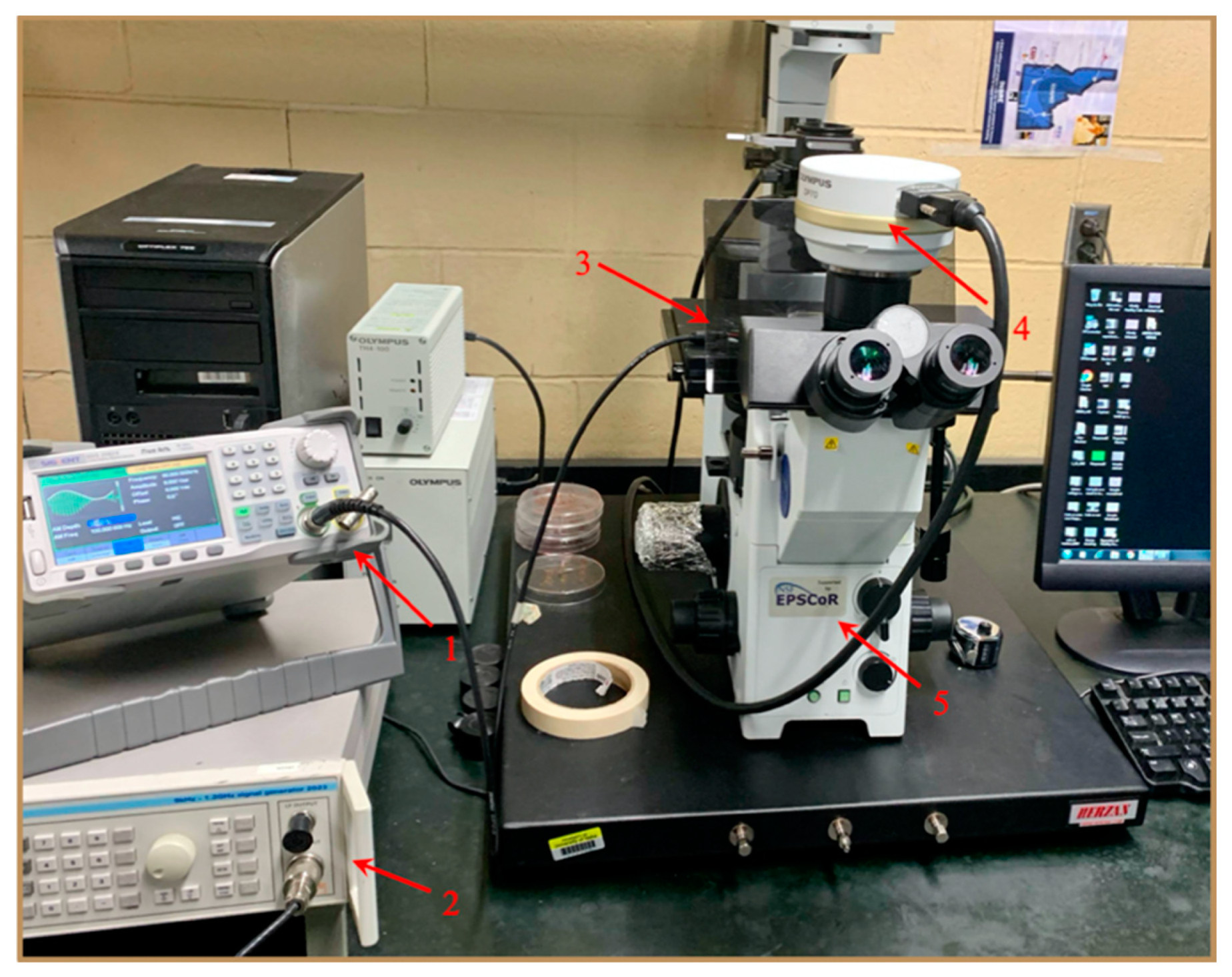 Biosensors 11 00050 g002