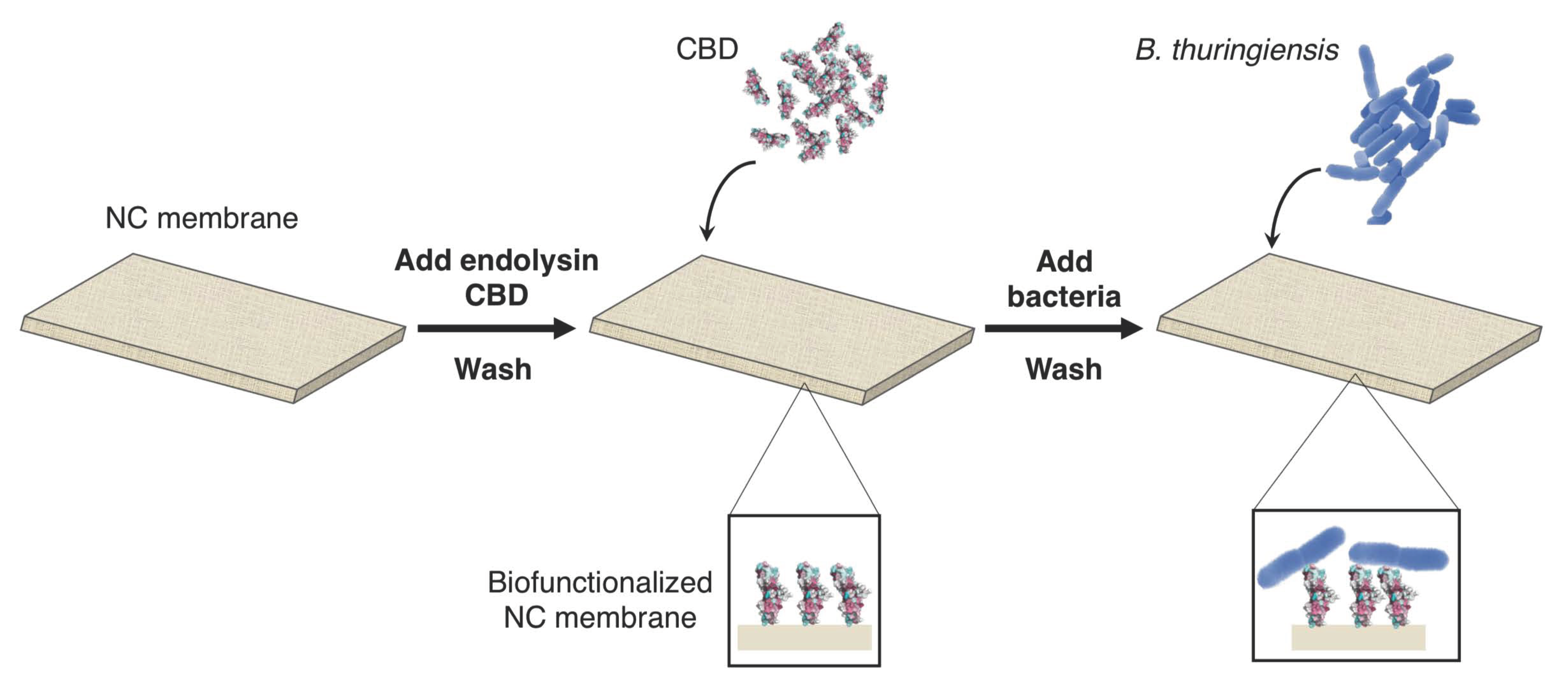 Biosensors 11 00057 g001