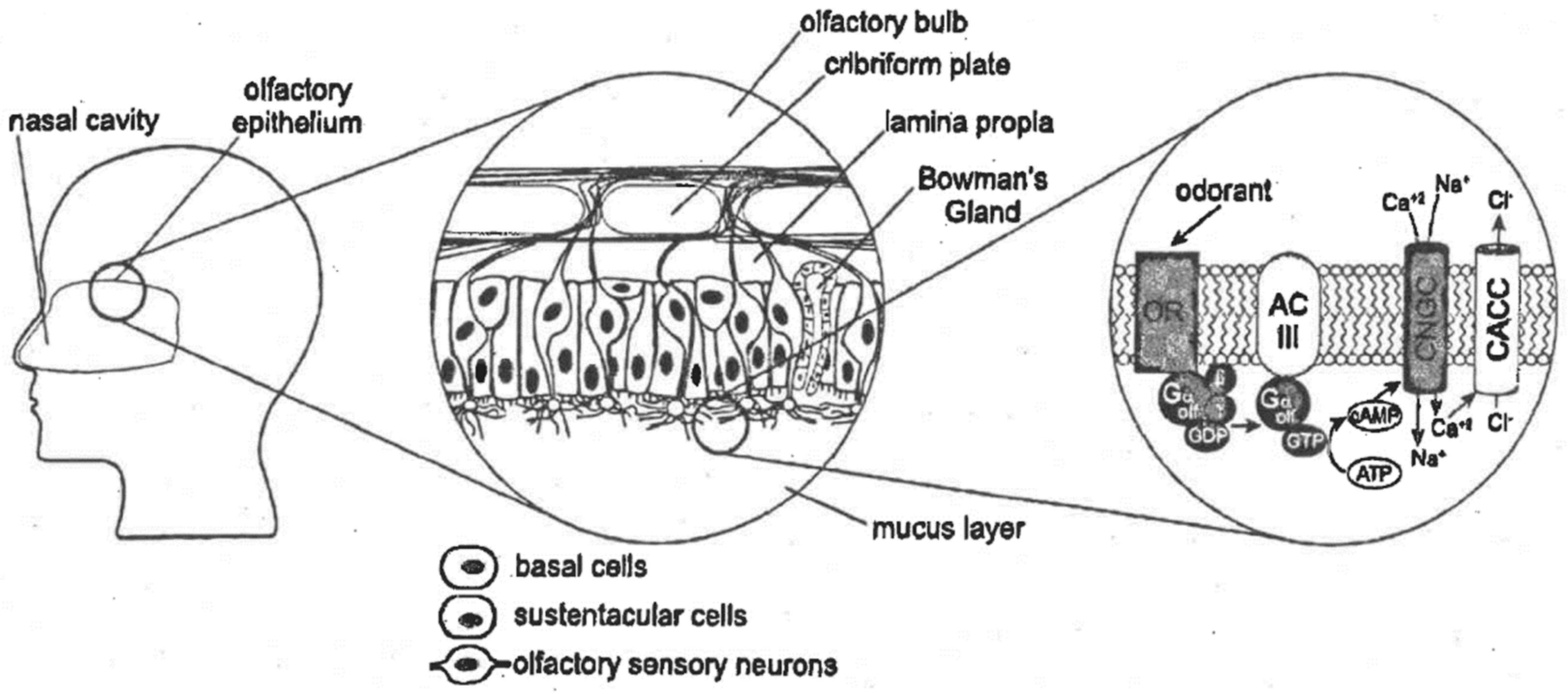 Biosensors 11 00093 g001 Biosensors 11 00093 g001