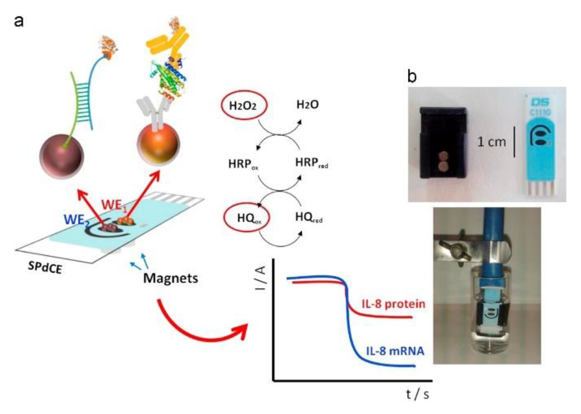 Biosensors 11 00094 g017 Biosensors 11 00094 g017