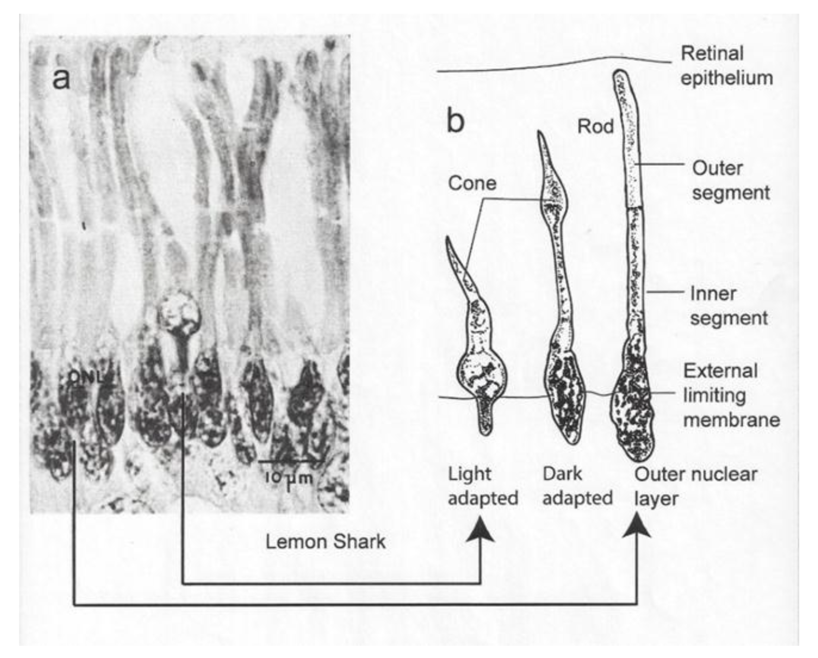 Biosensors 11 00105 g001