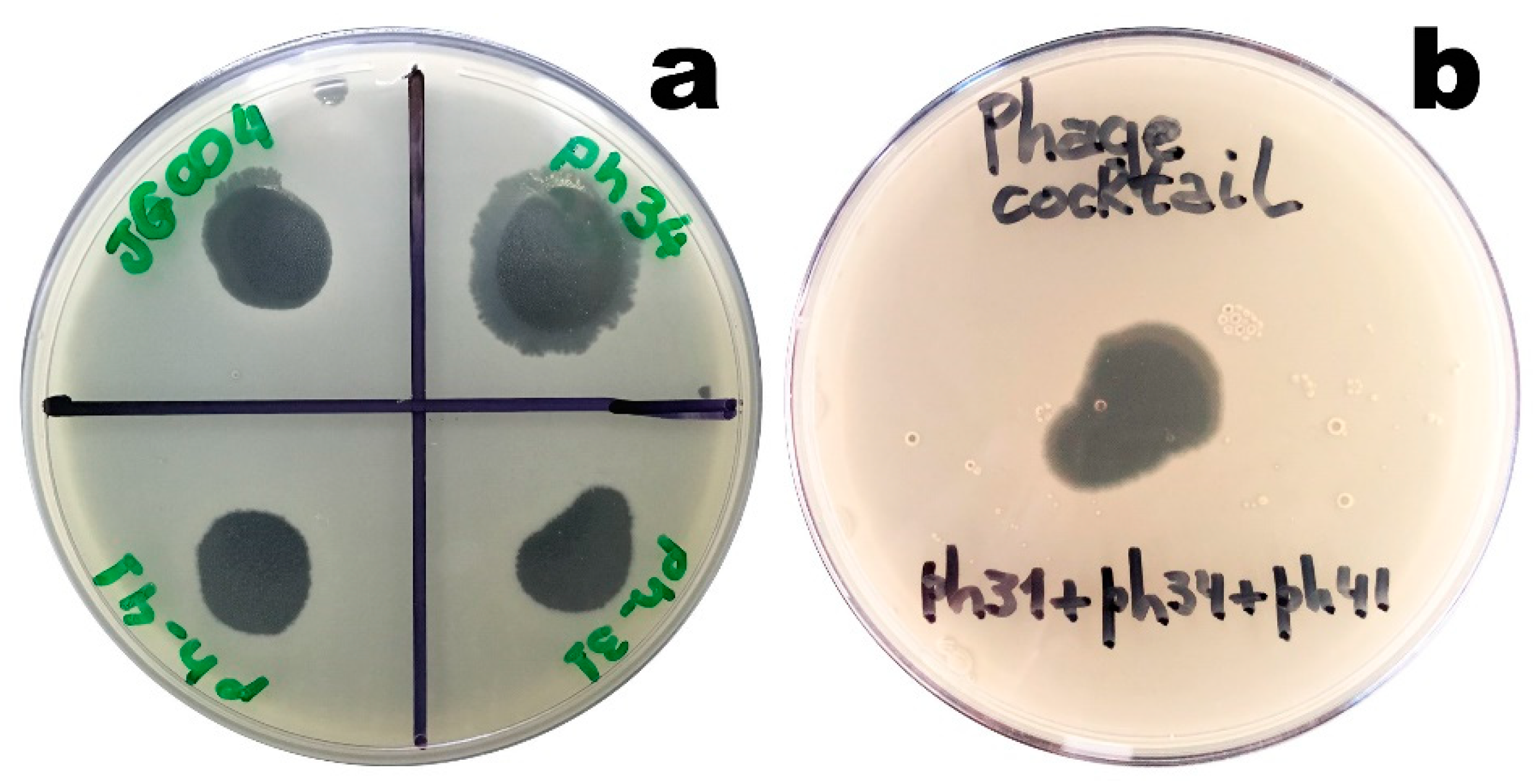 Biosensors 11 00124 g003 Biosensors 11 00124 g003